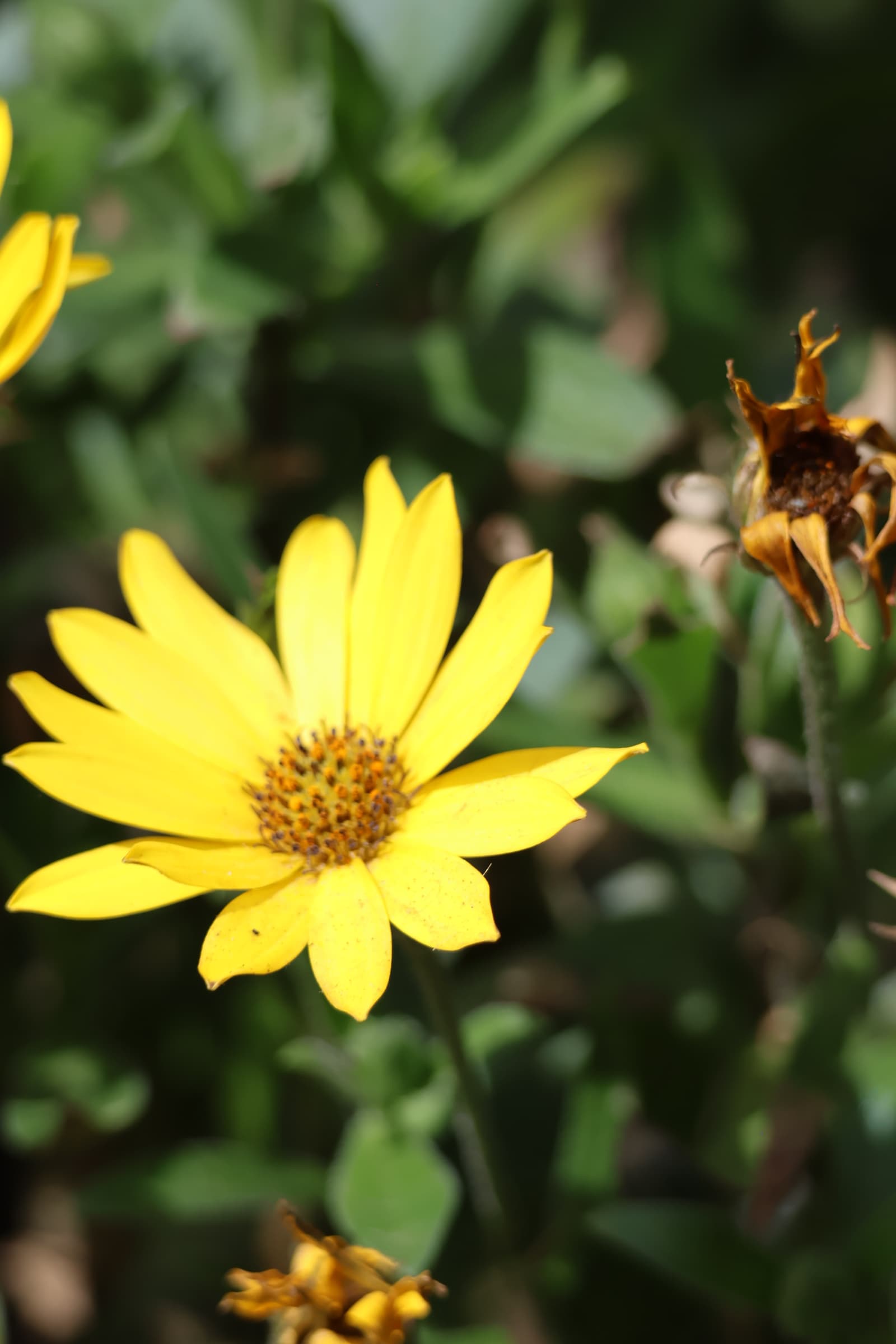 Flower 527