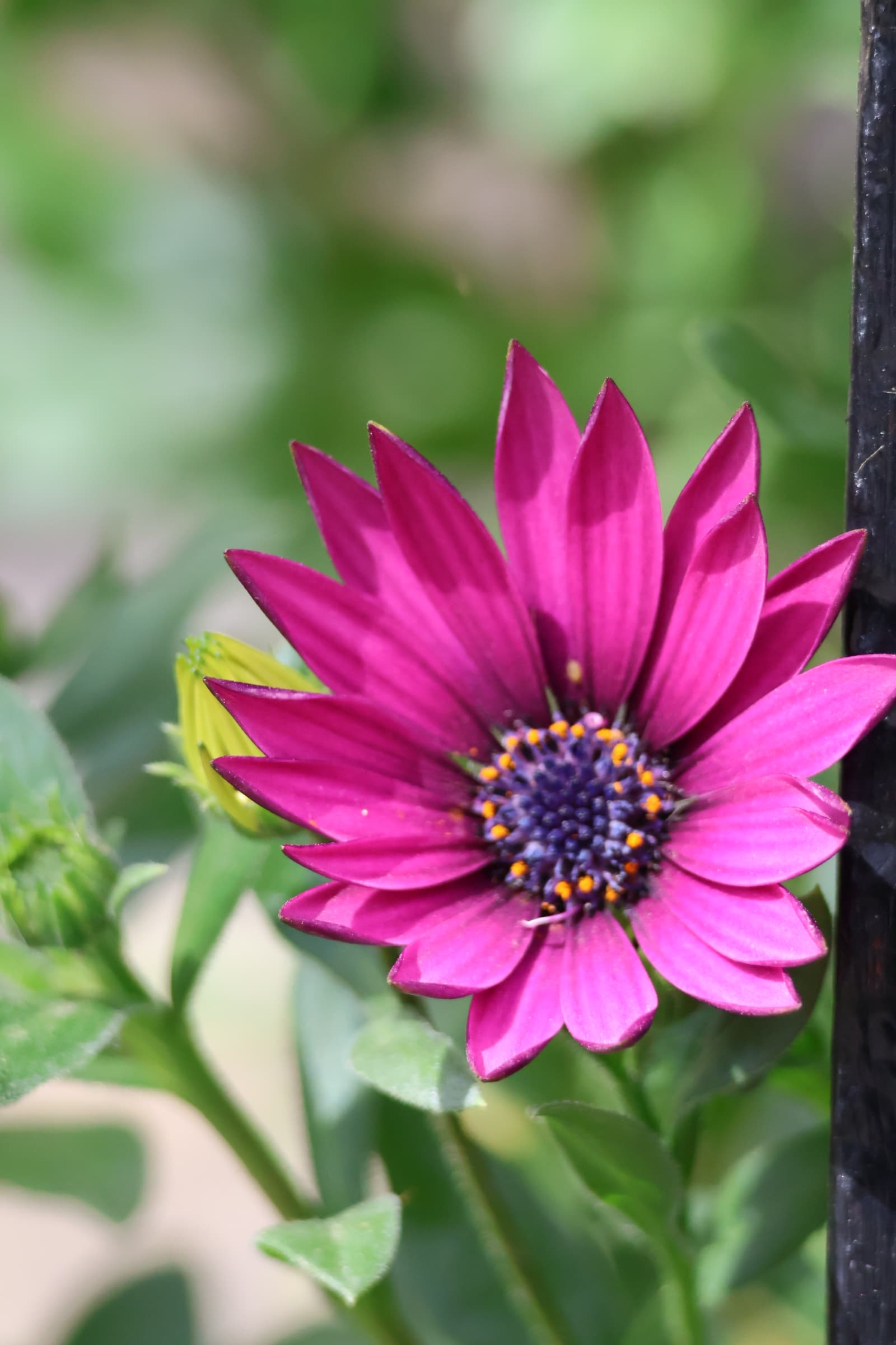 Flower 409