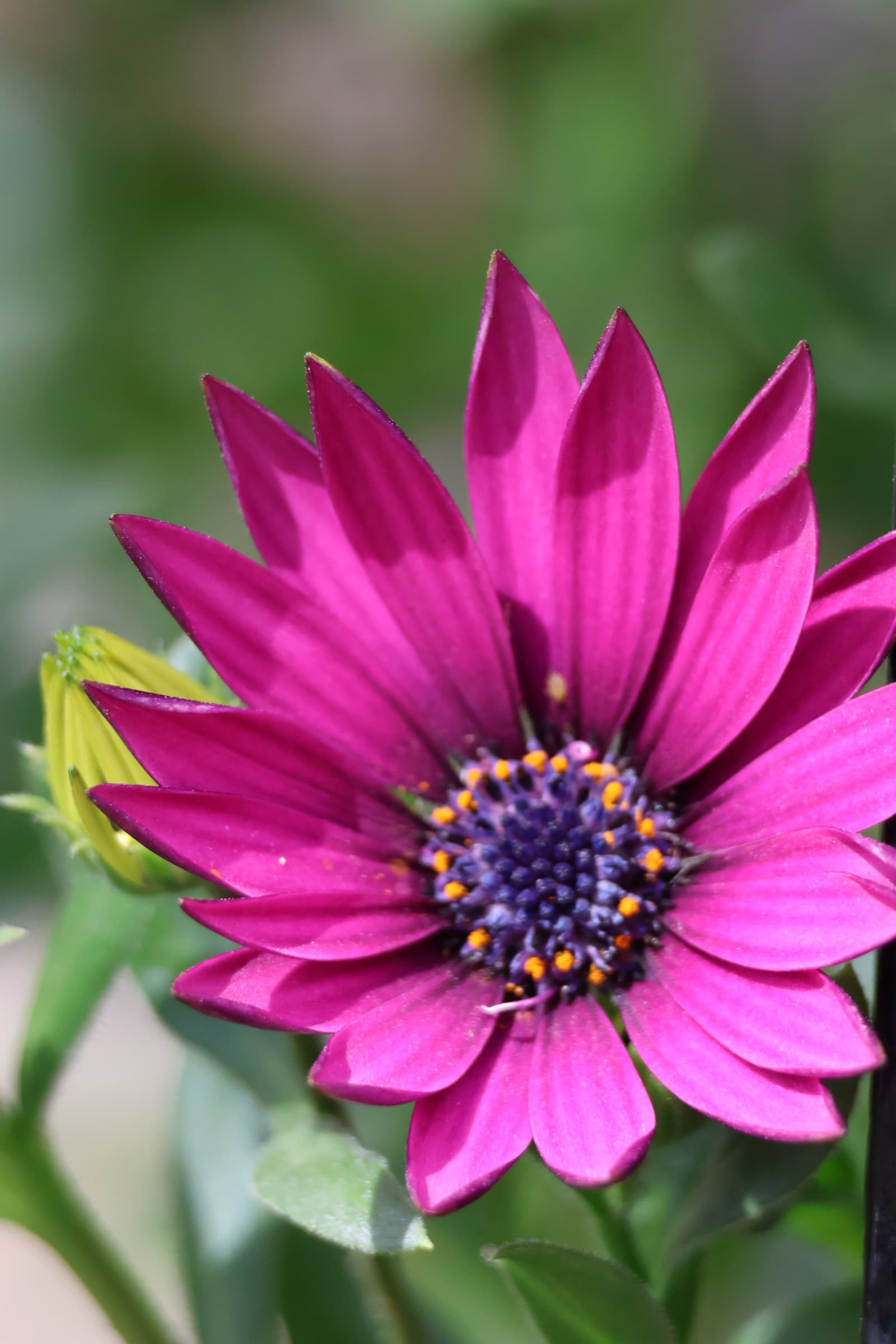Flower 421