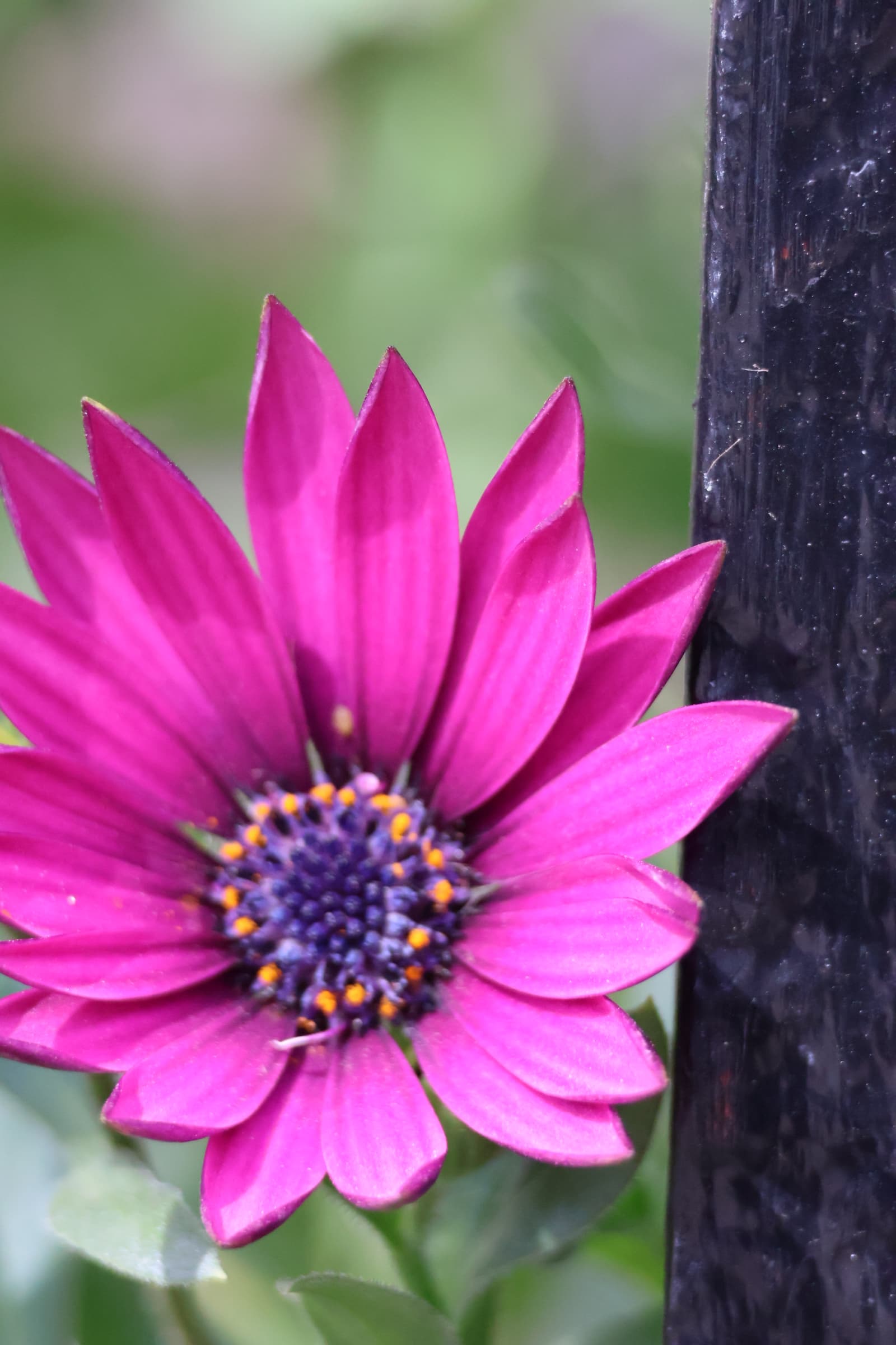 Flower 277