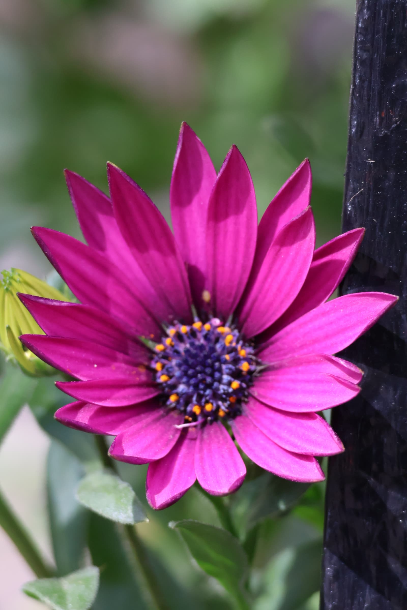 Flower 274