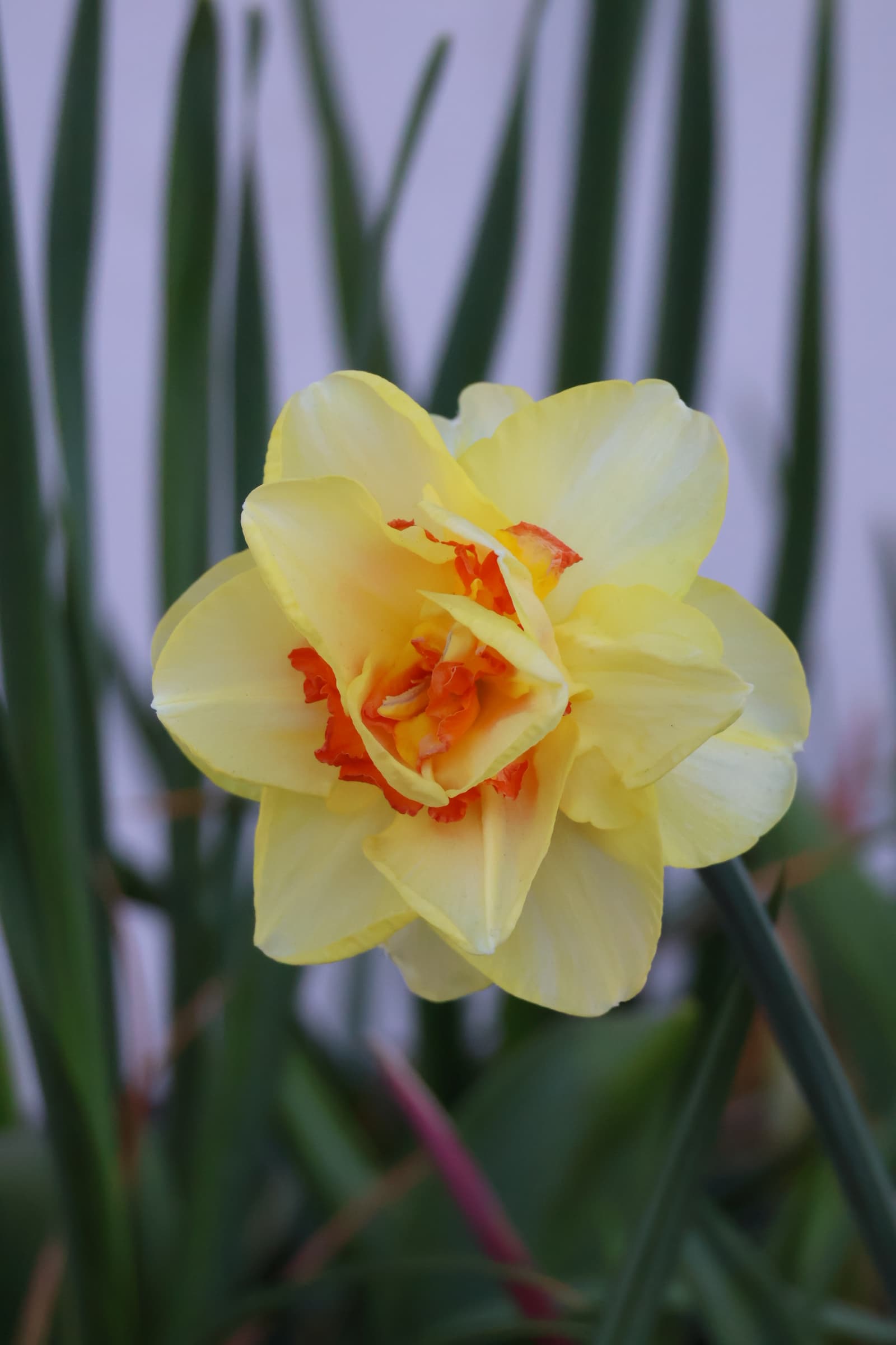 Flower 332