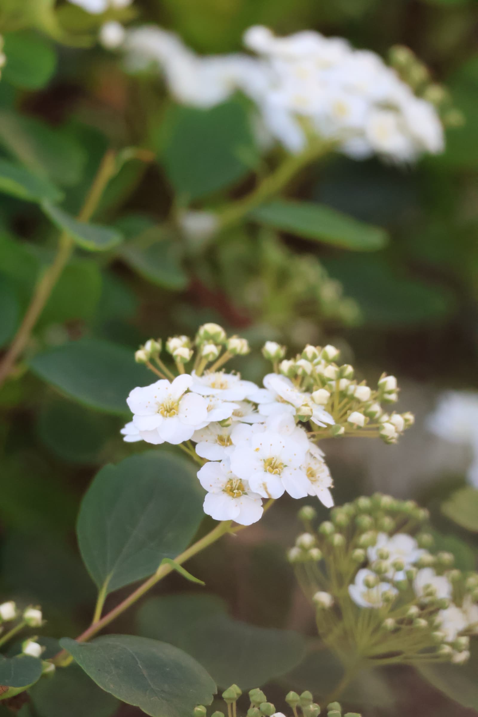 Flower 518