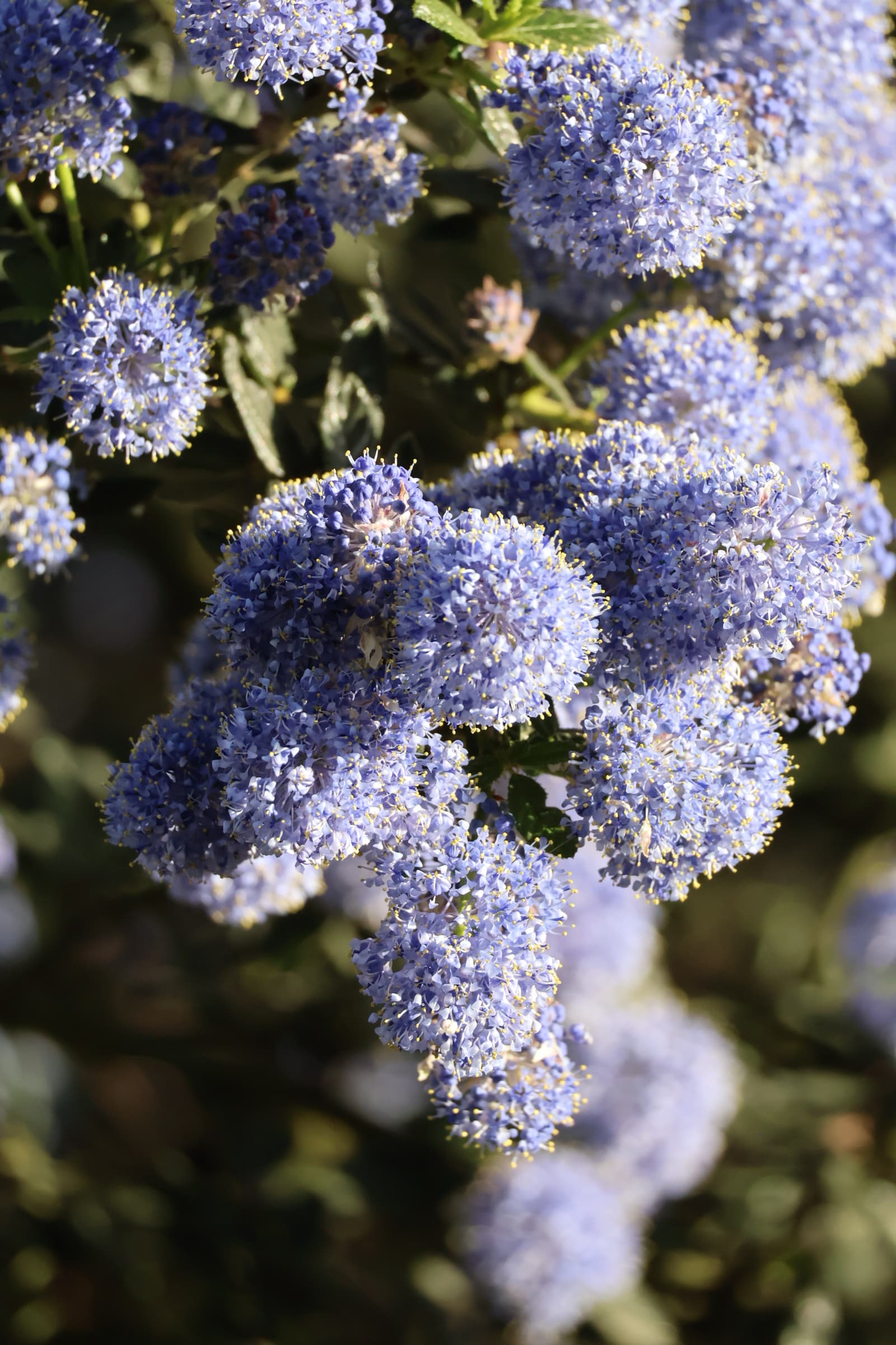 Flower 506