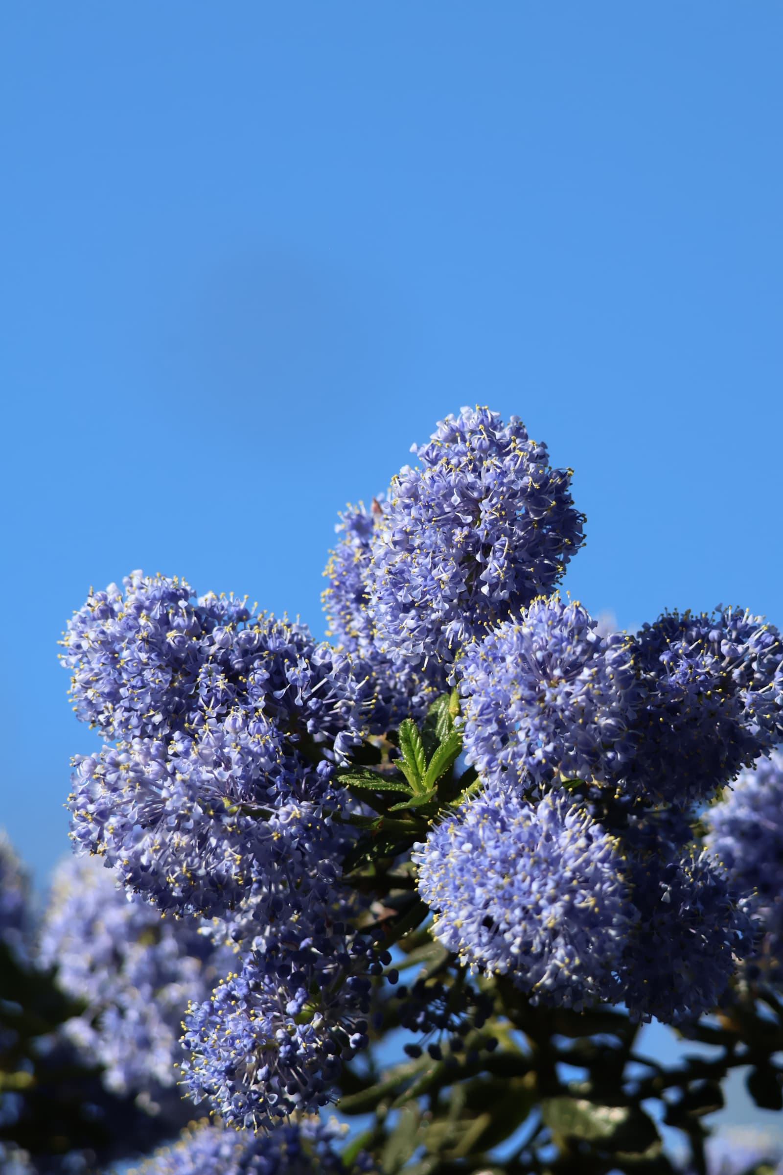 Flower 541