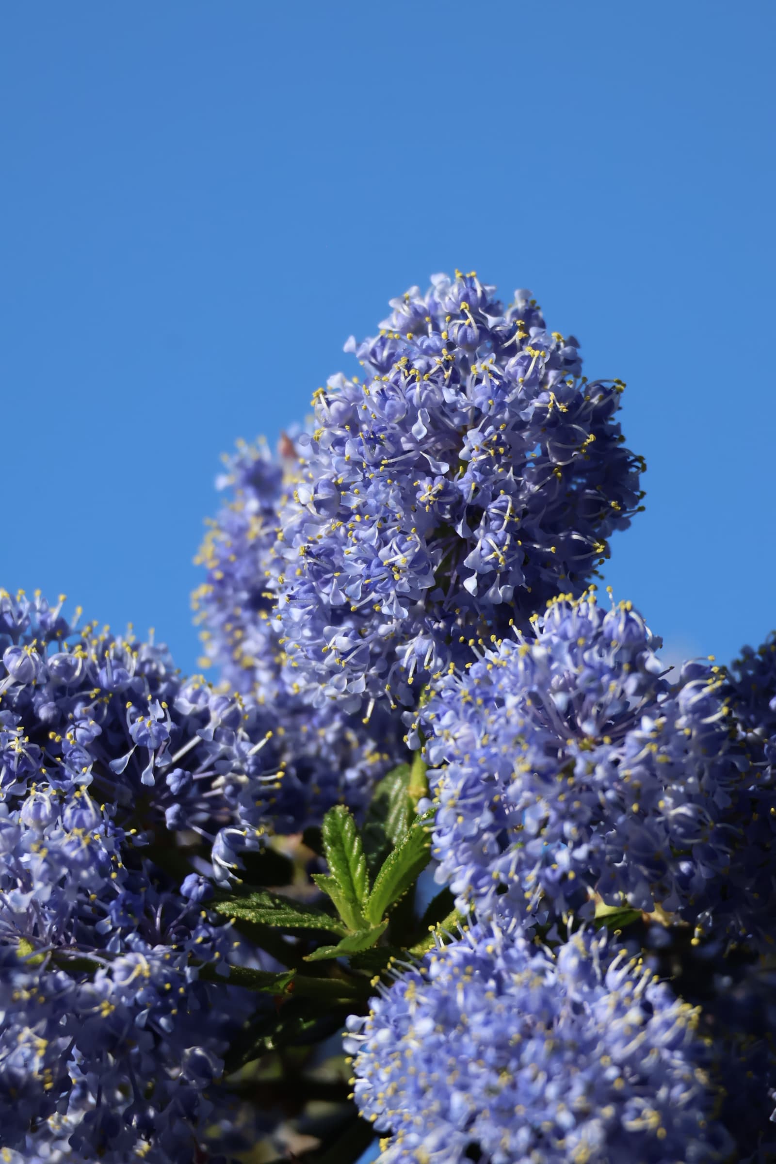 Flower 440