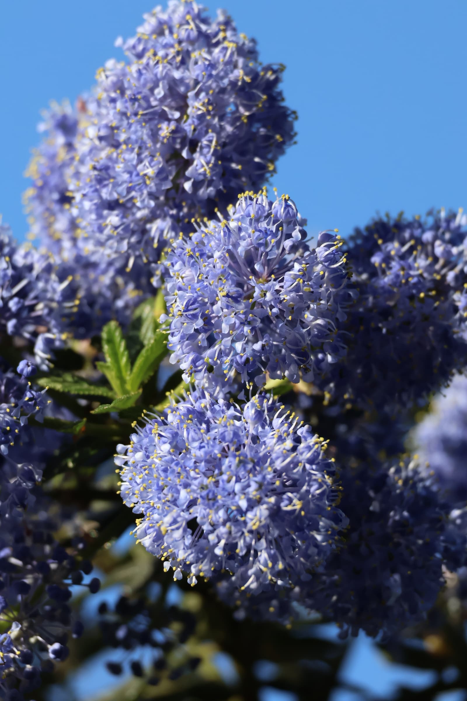 Flower 262