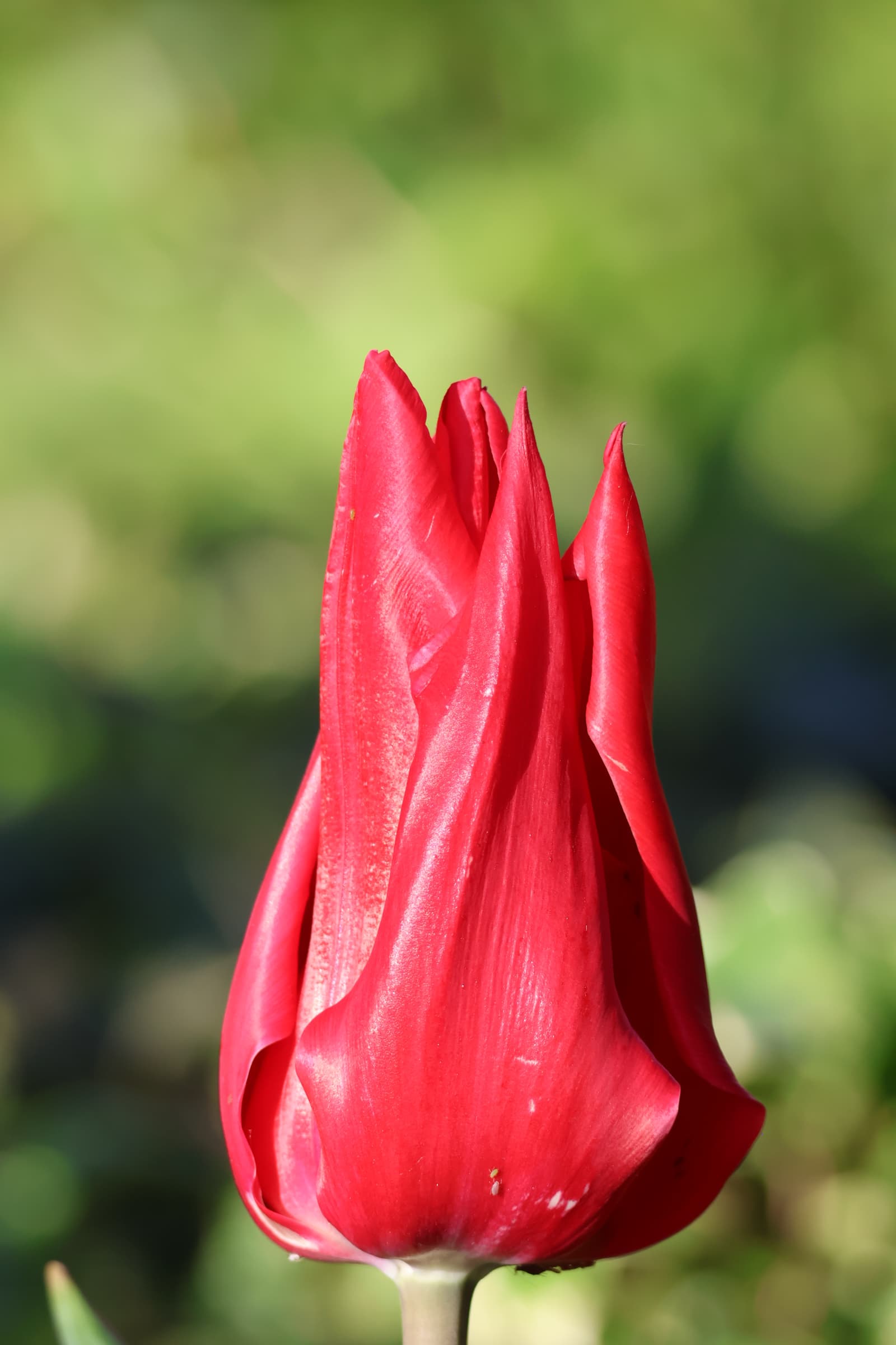 Flower 149