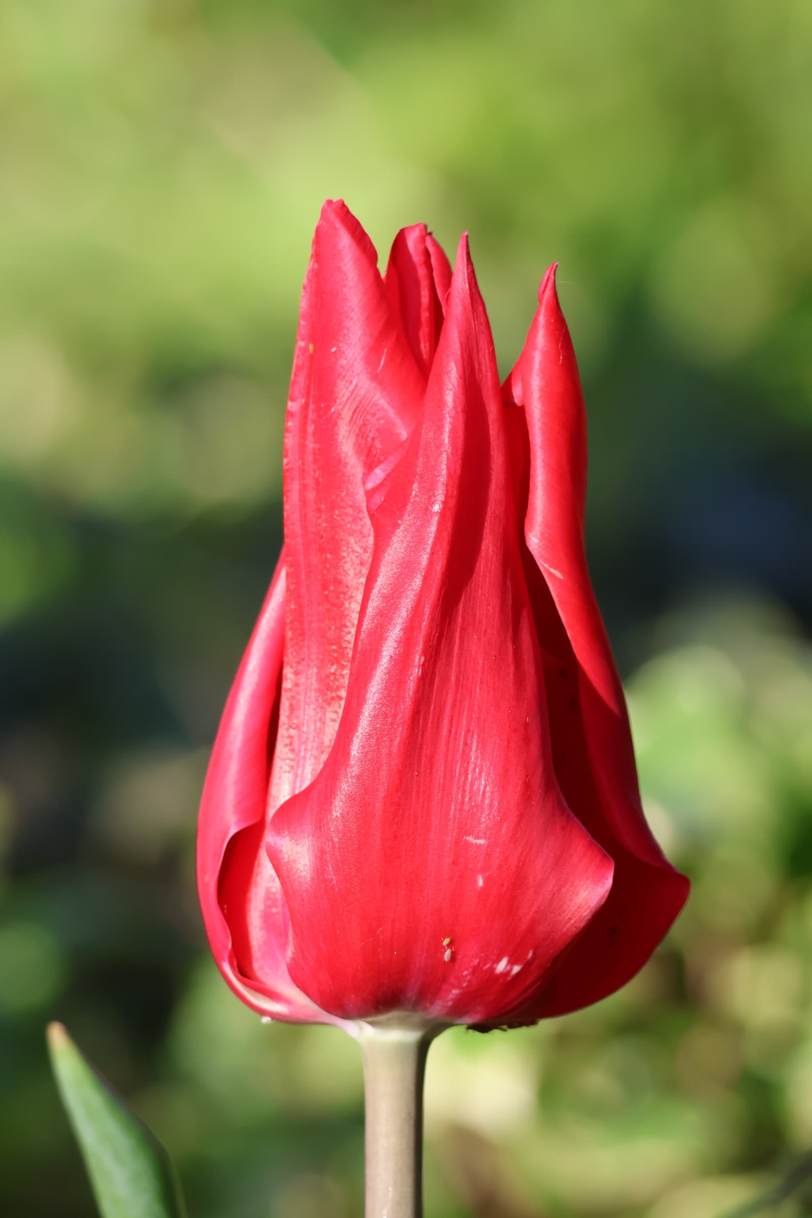 Flower 432