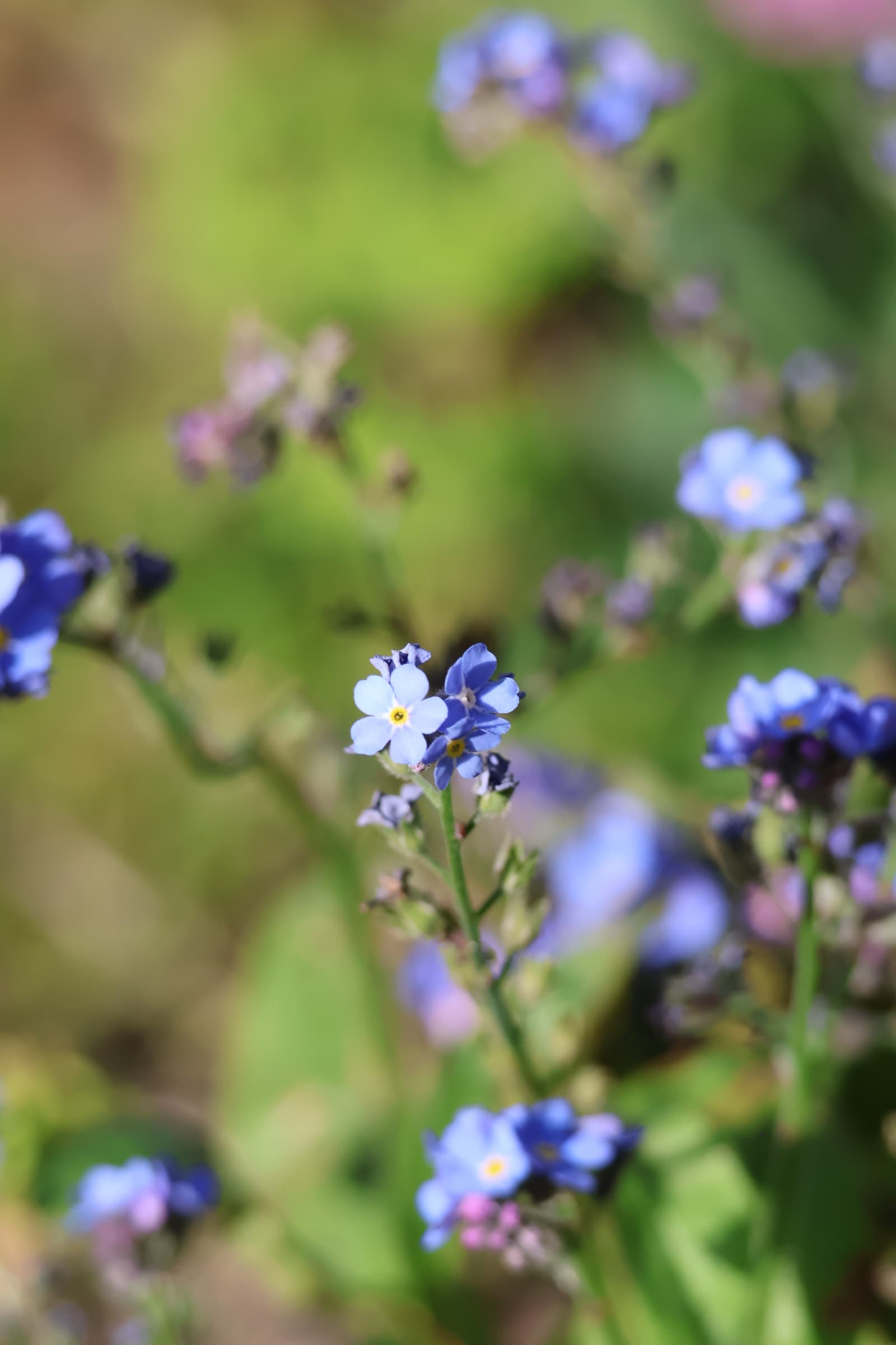 Flower 378