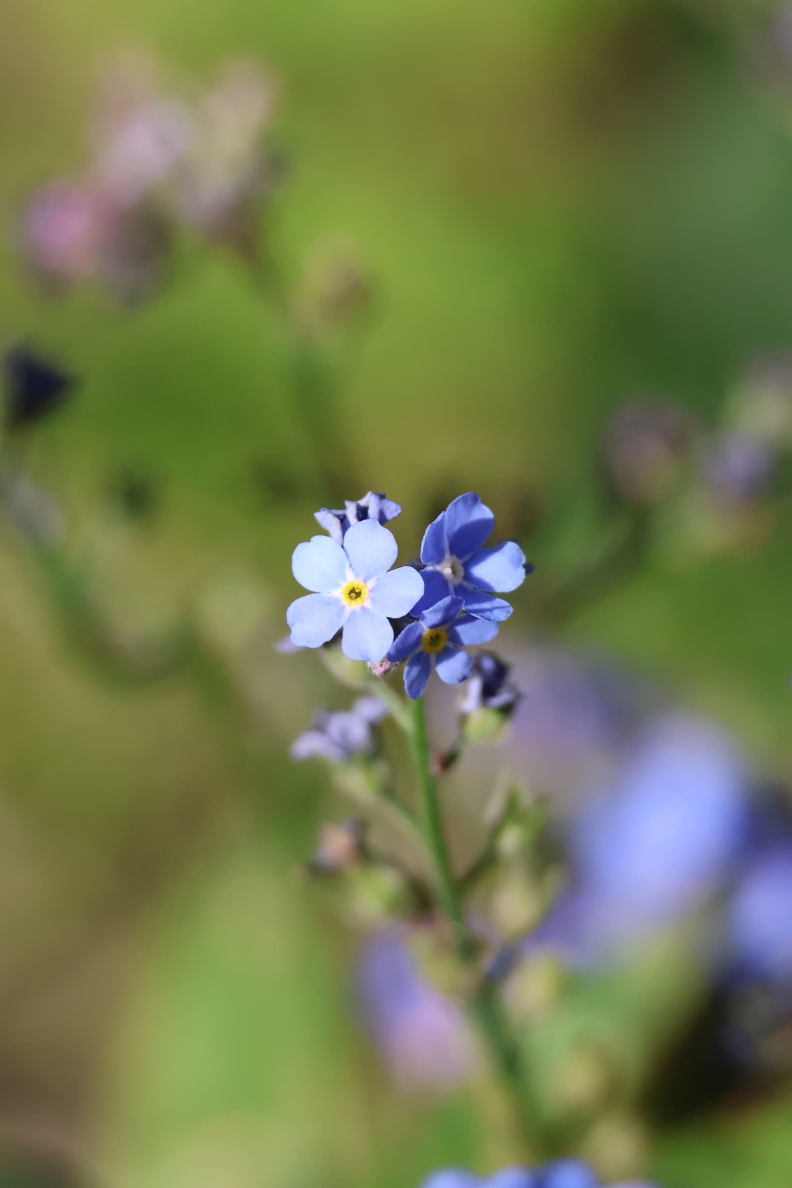 Flower 370