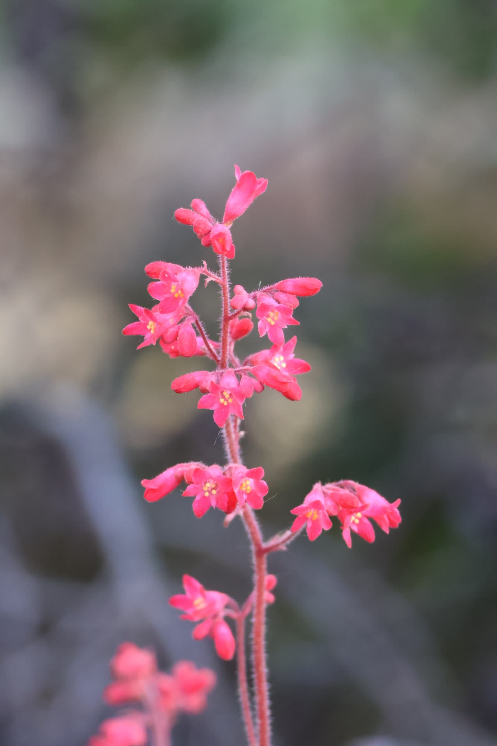 Flower 72