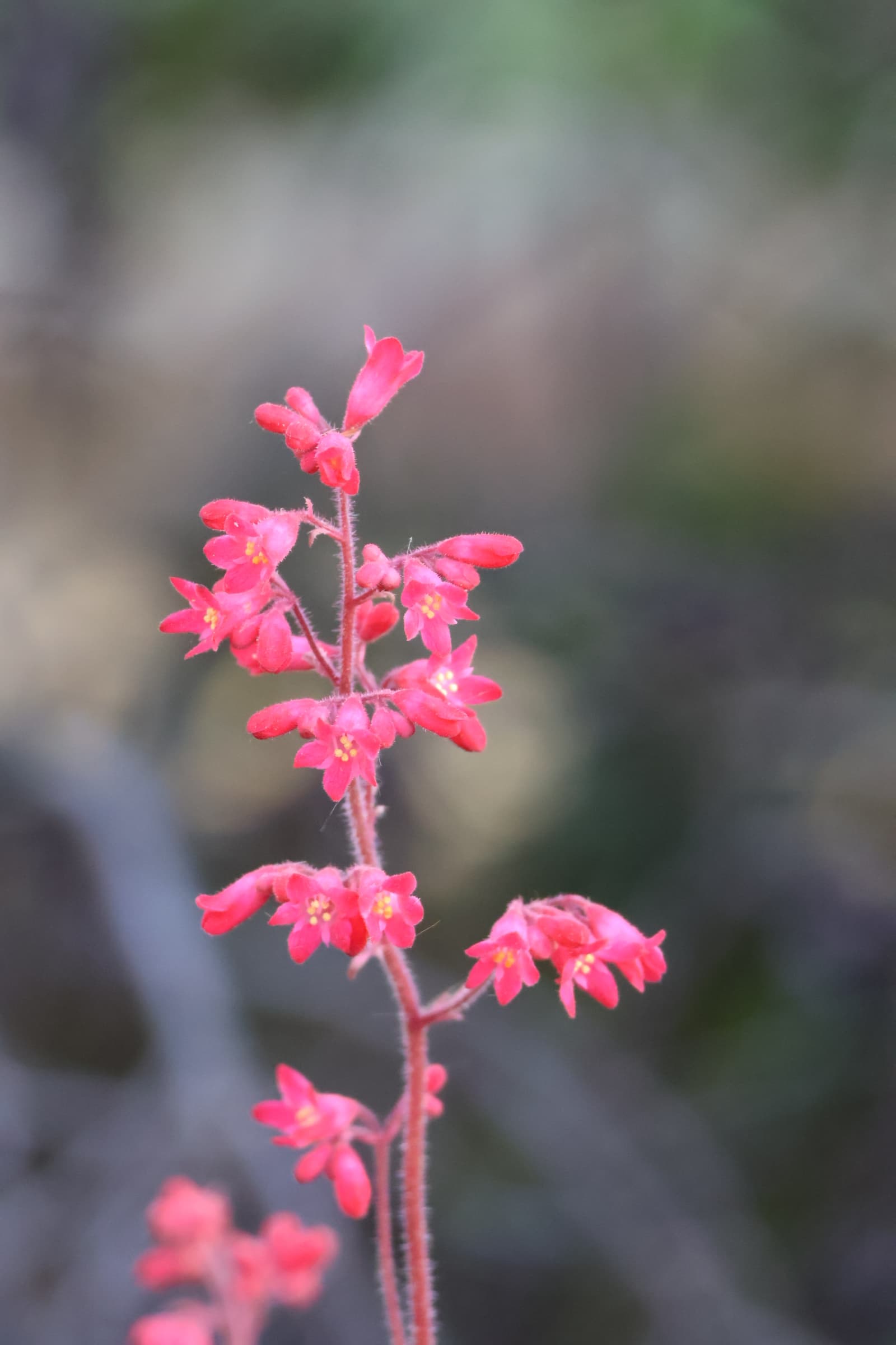 Flower 218