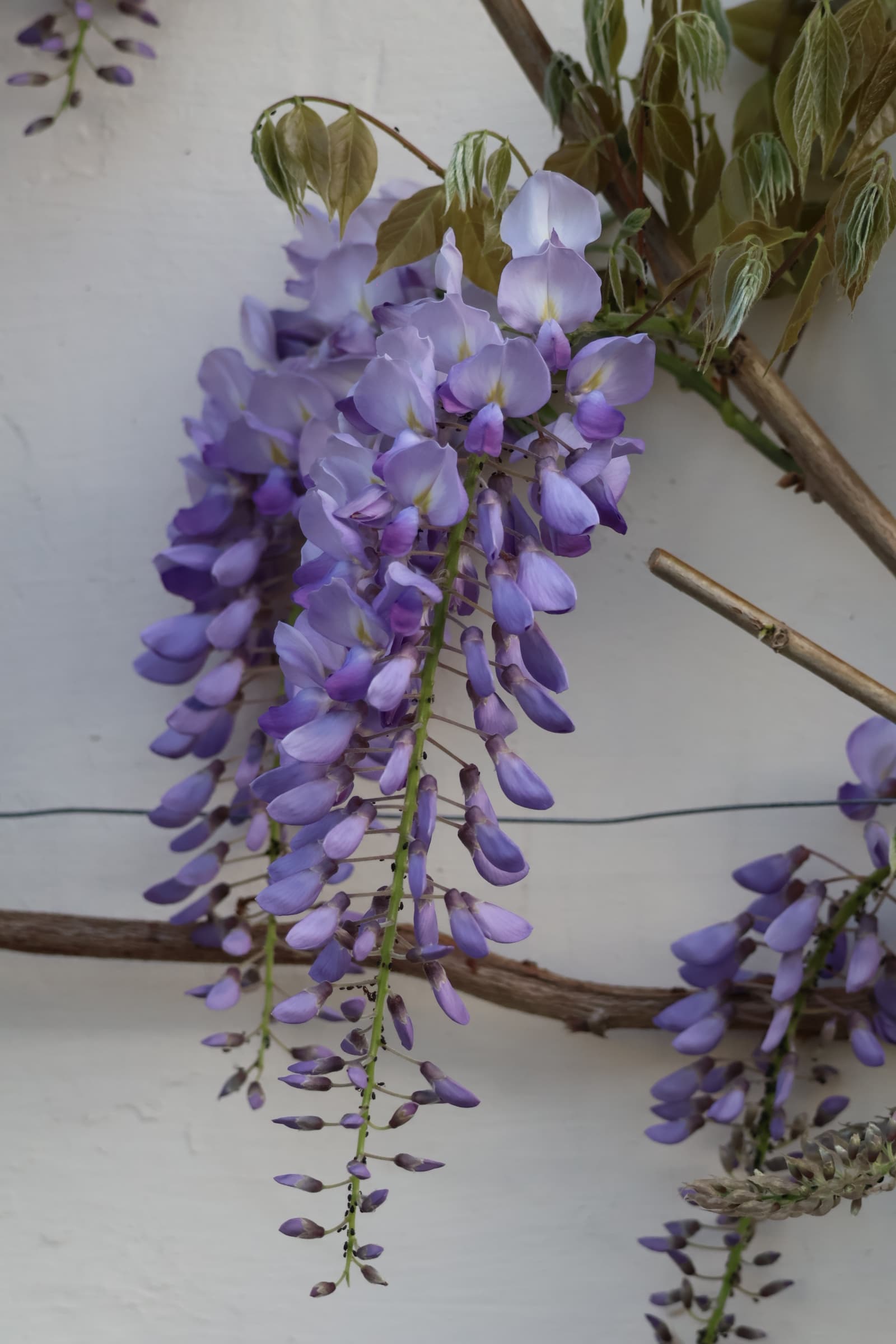 Flower 397
