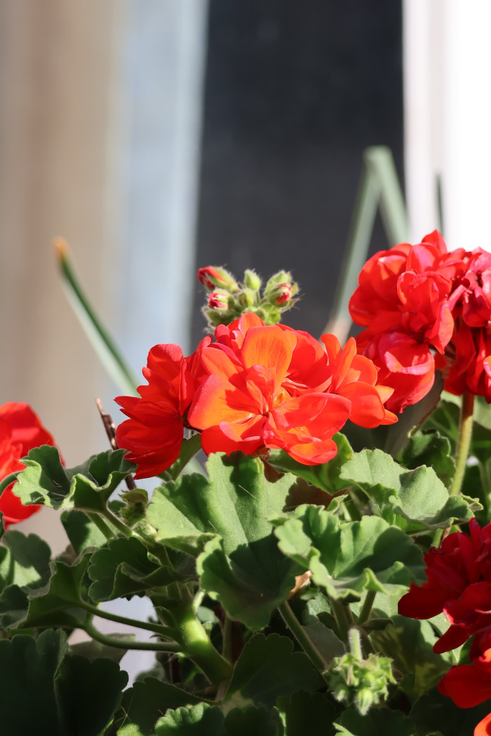 Flower 249