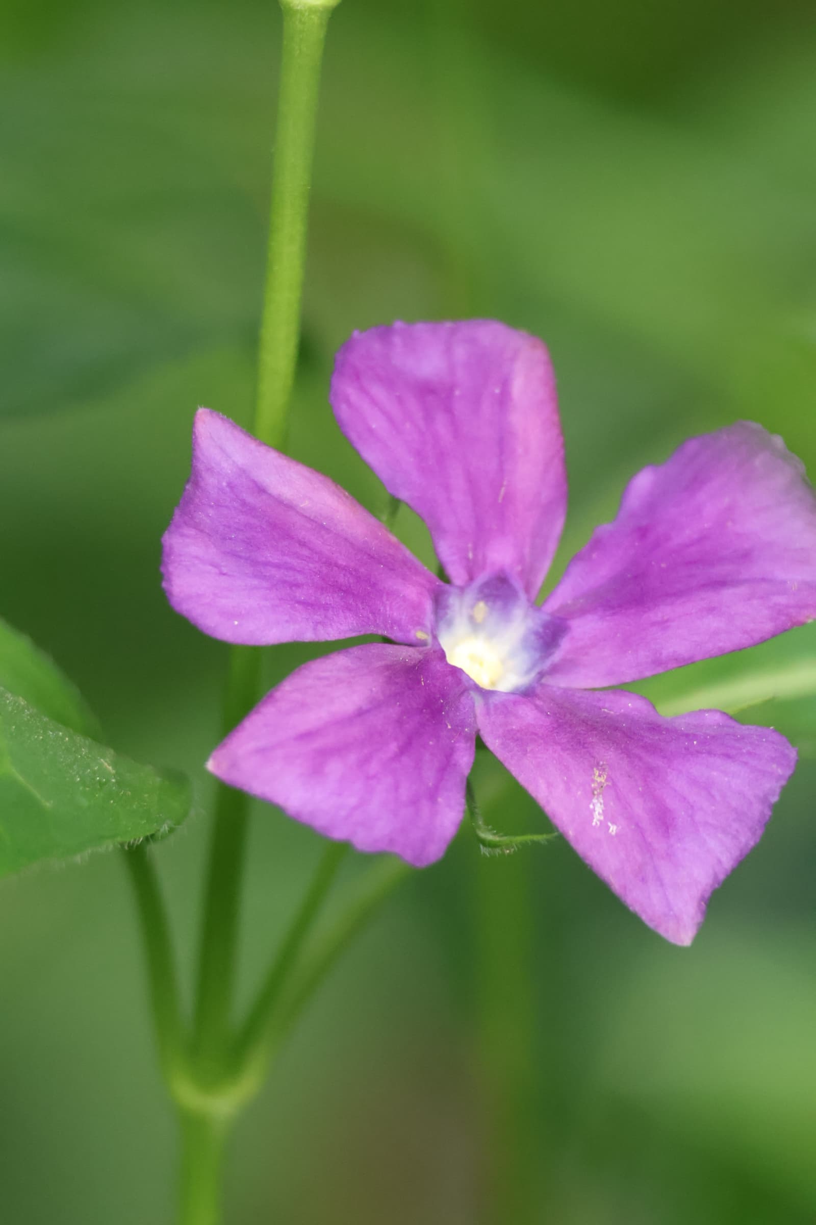 Flower 463