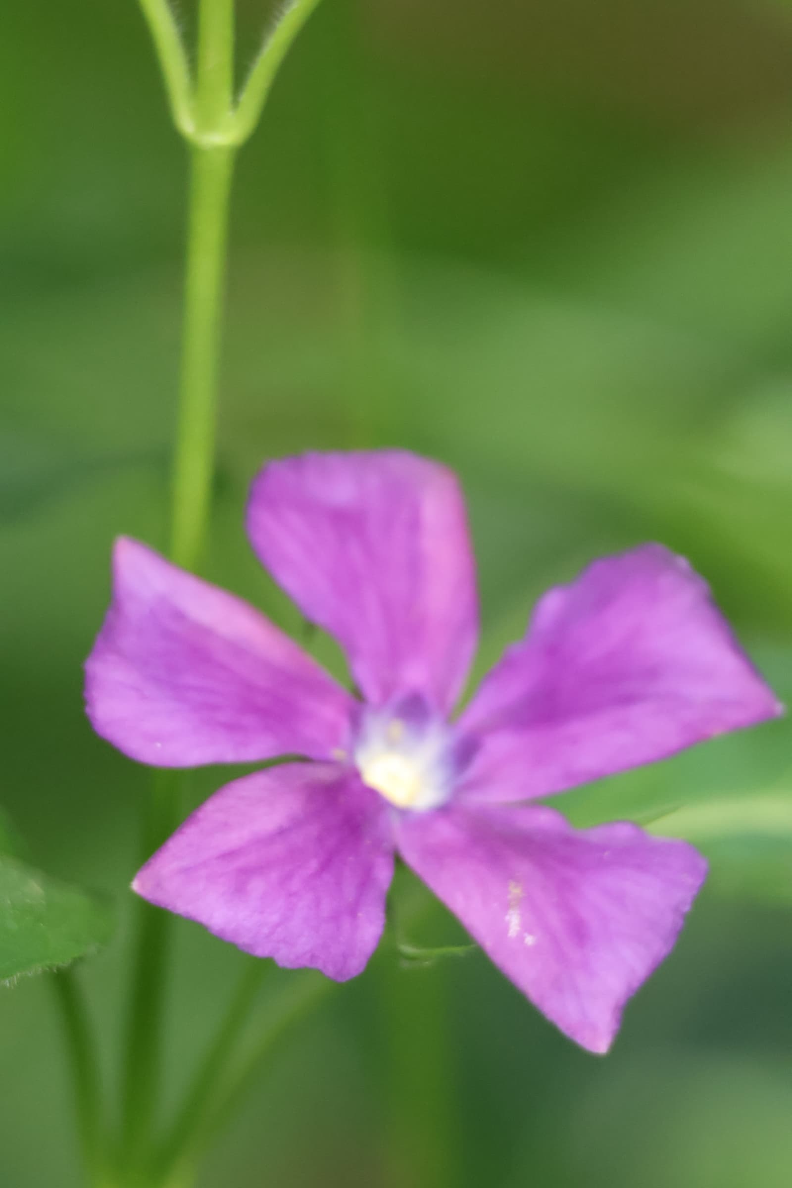 Flower 466