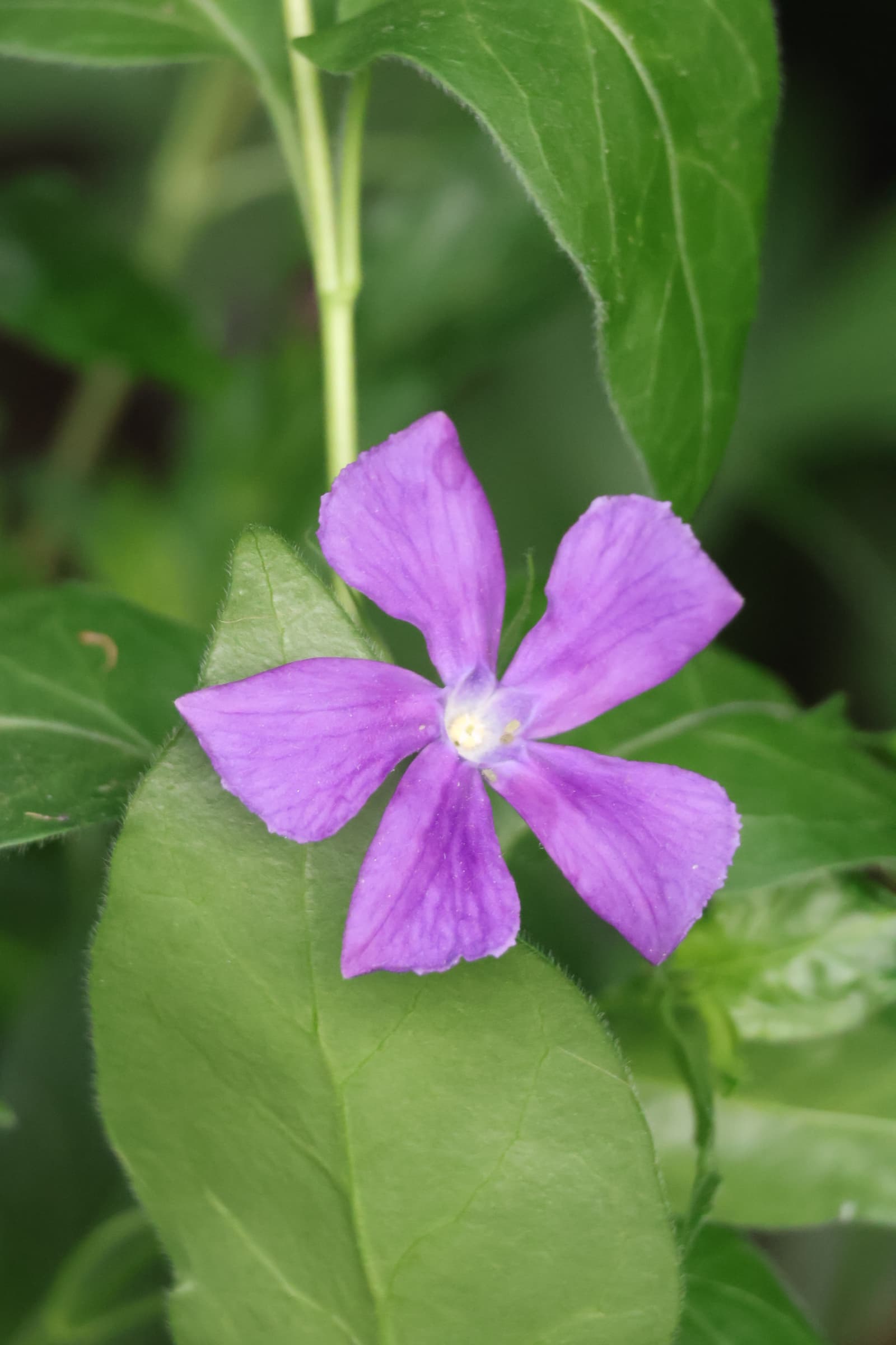 Flower 229