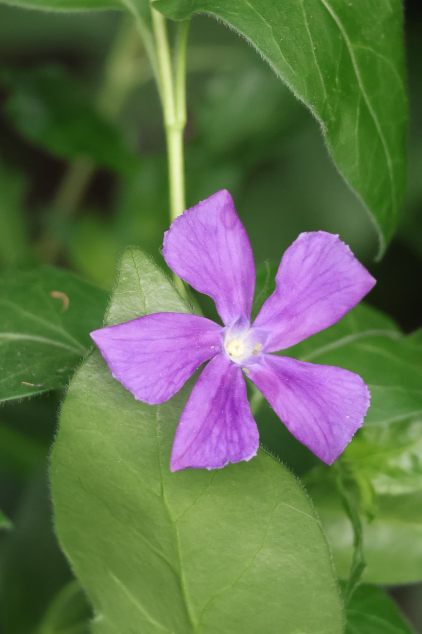 Flower 465