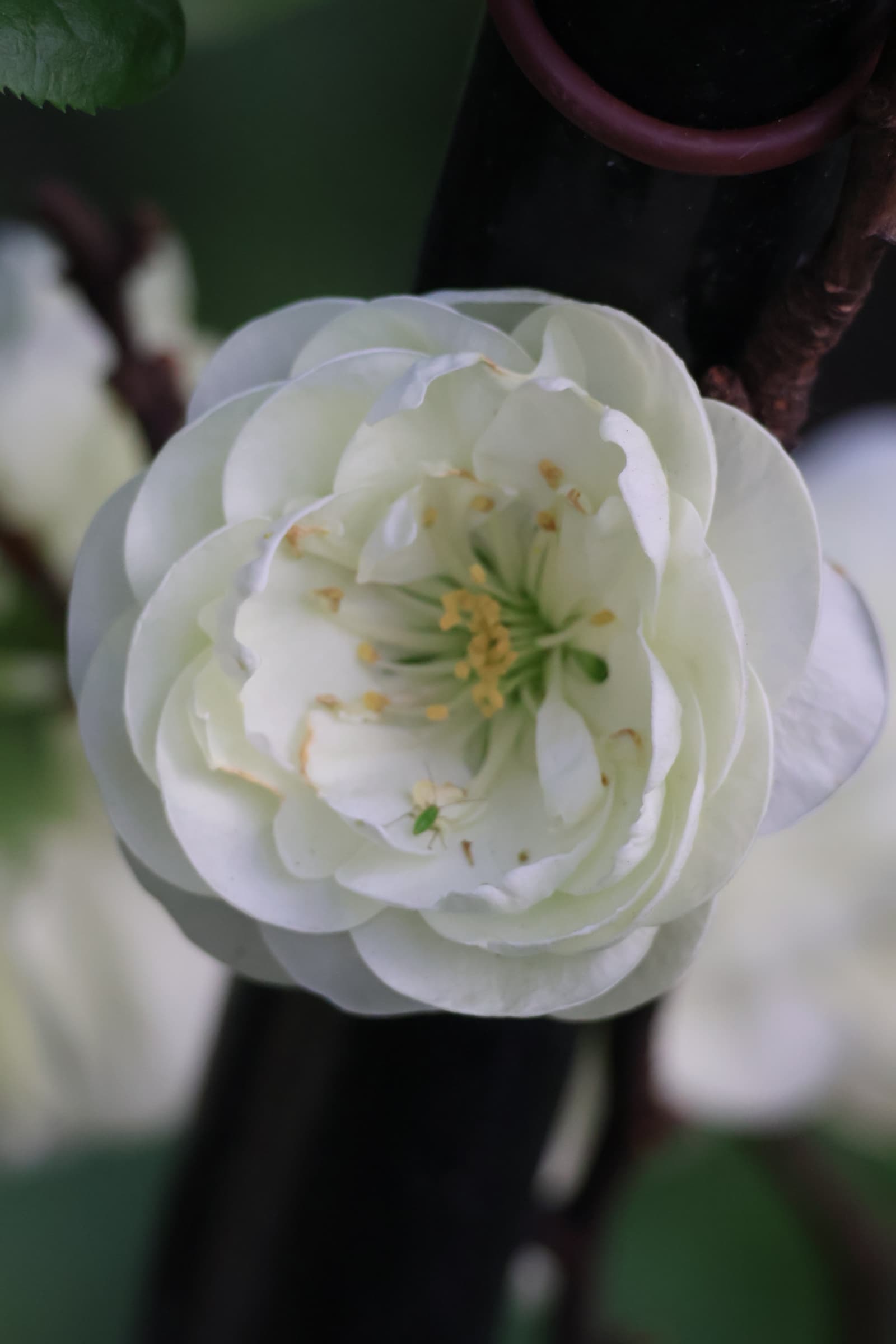 Flower 404