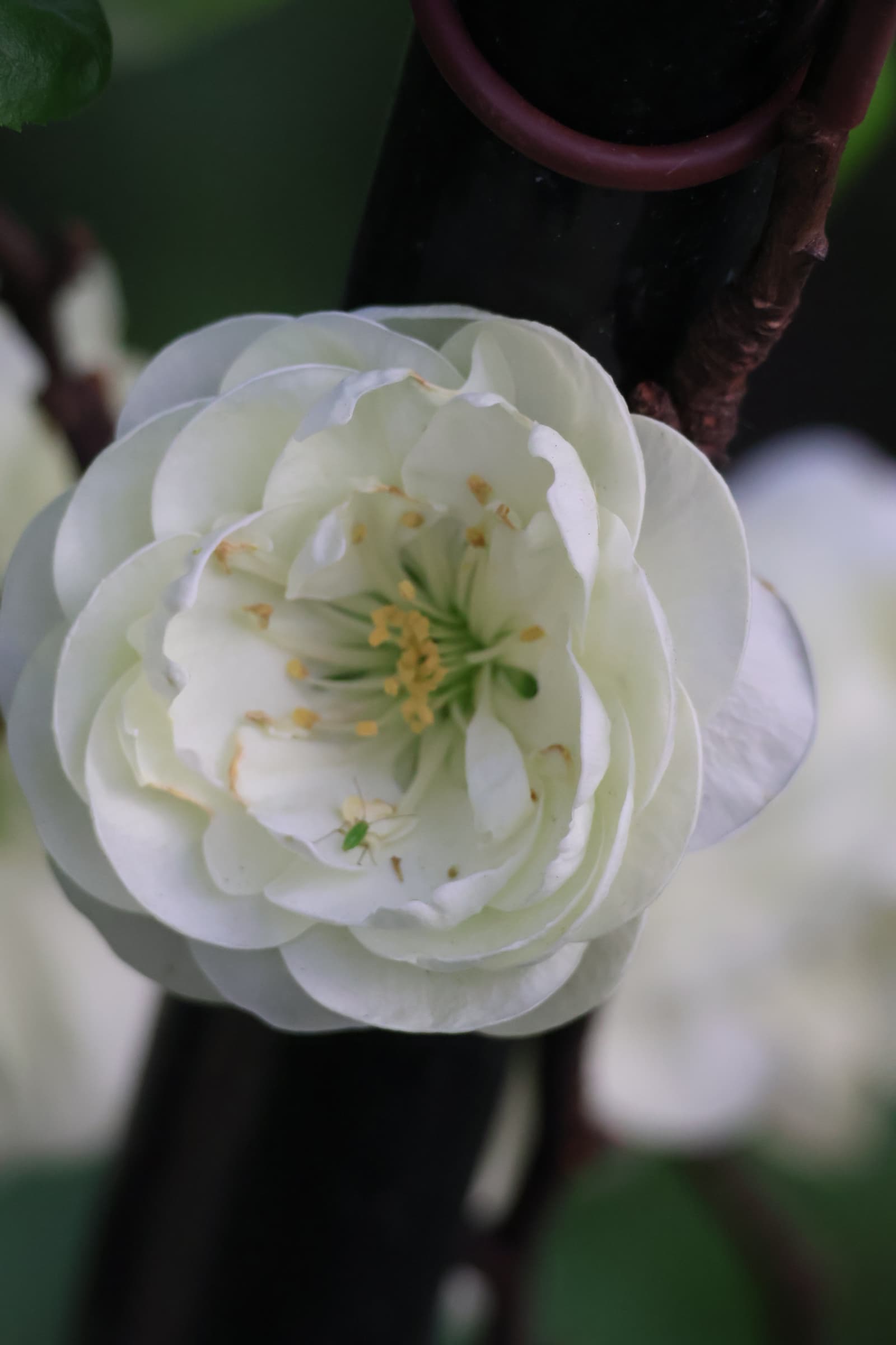 Flower 3