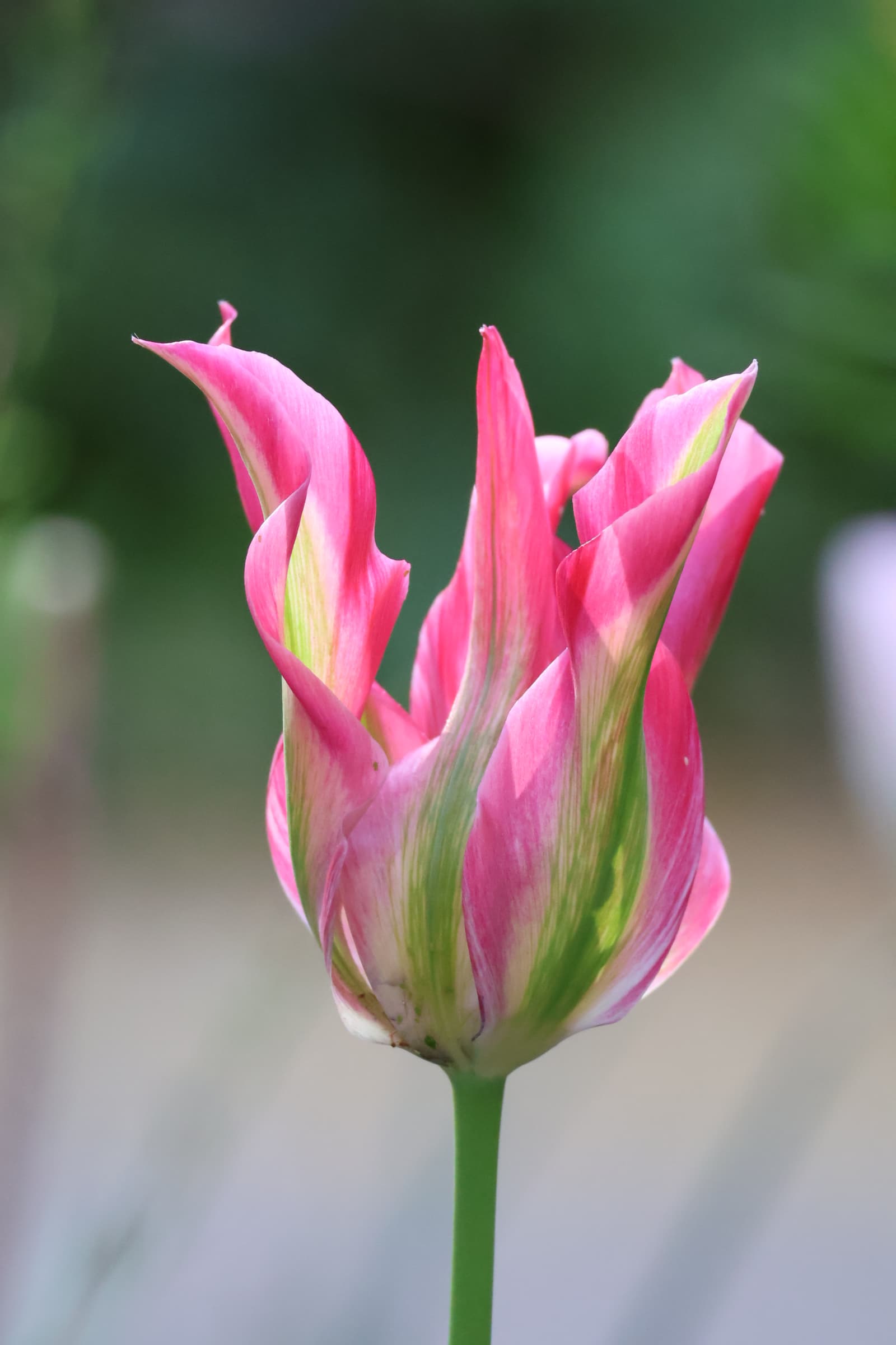 Flower 537