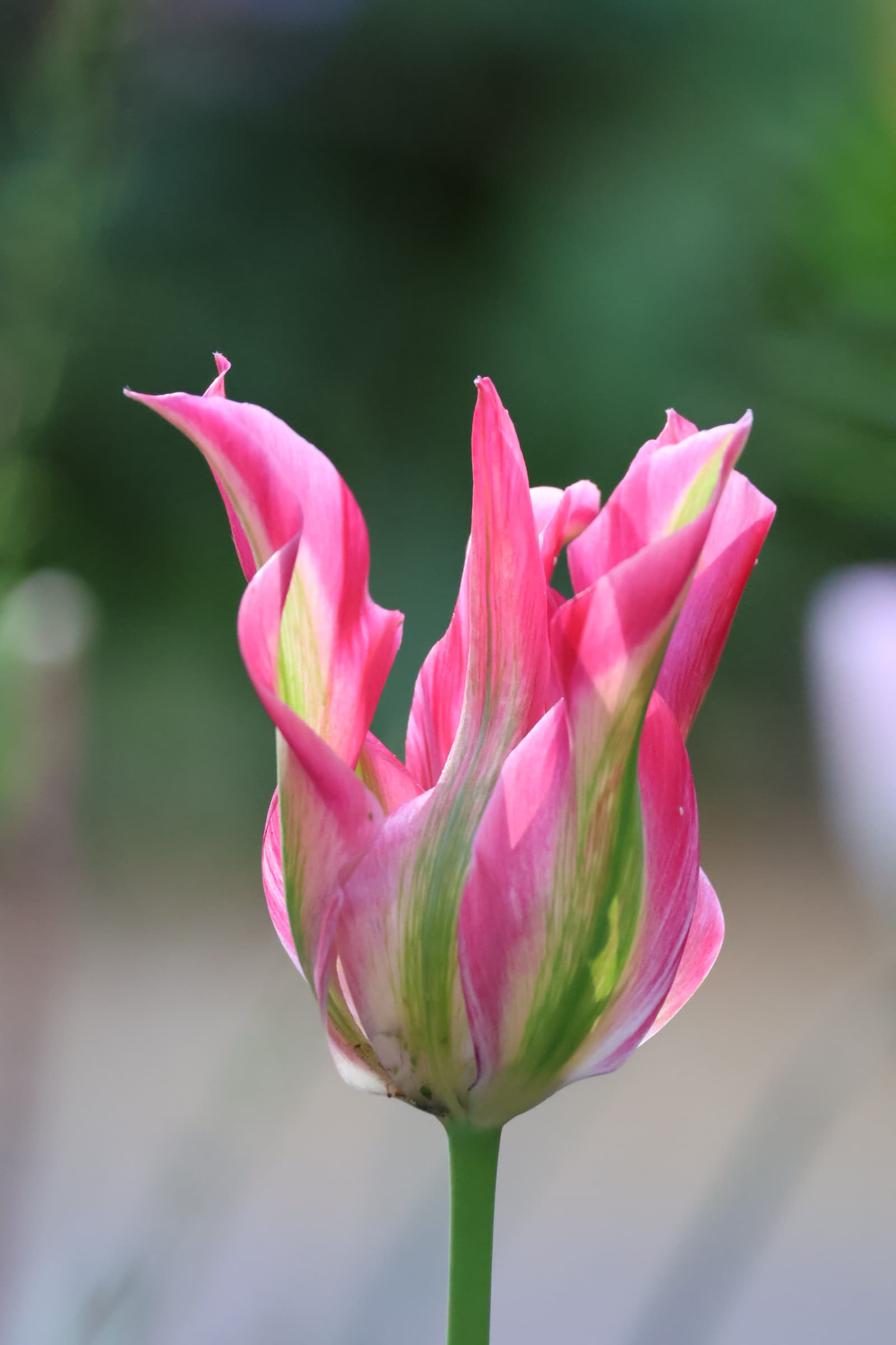 Flower 385