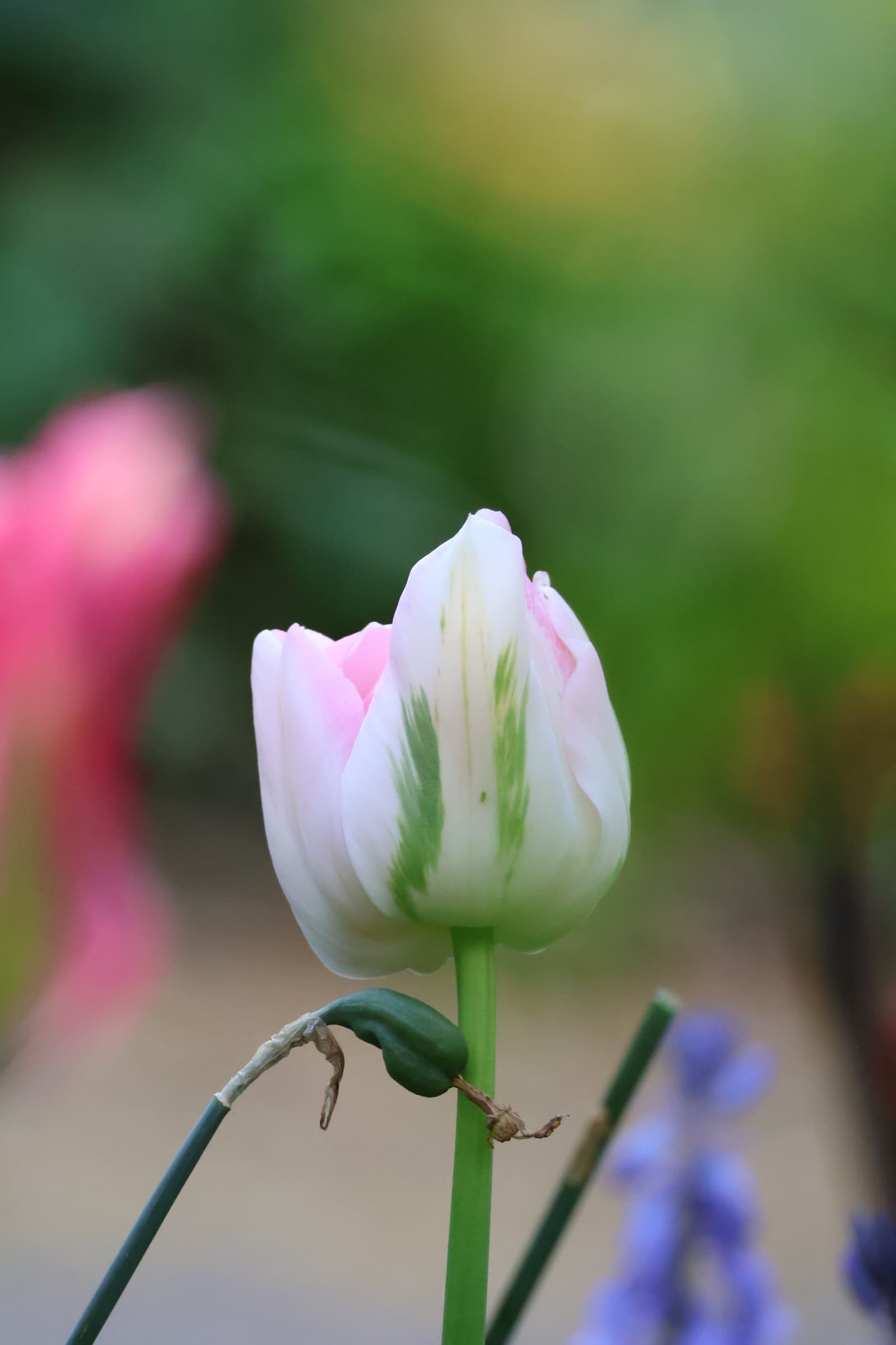 Flower 387