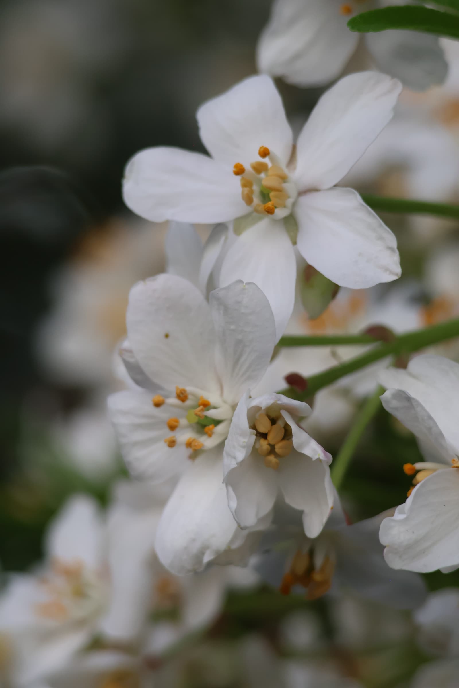 Flower 406