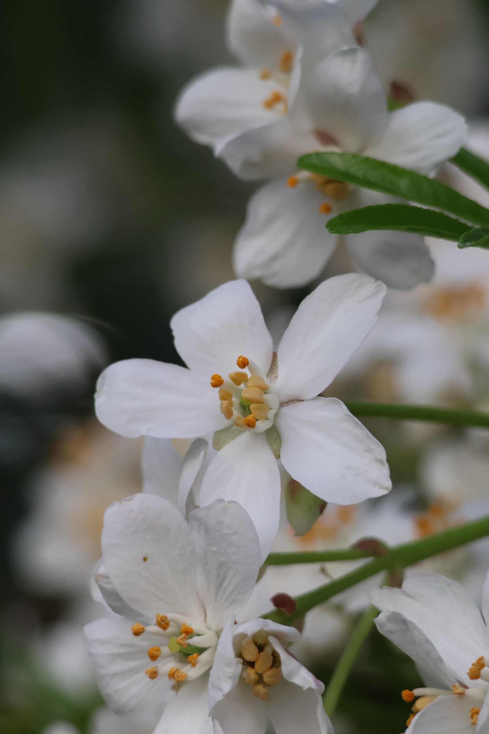 Flower 28