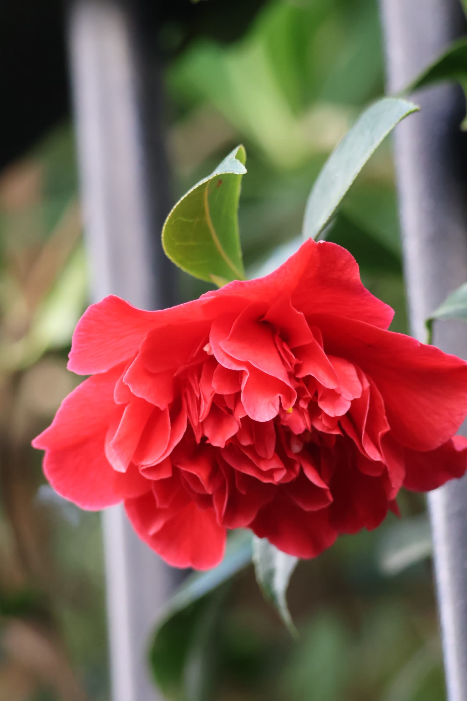 Flower 143