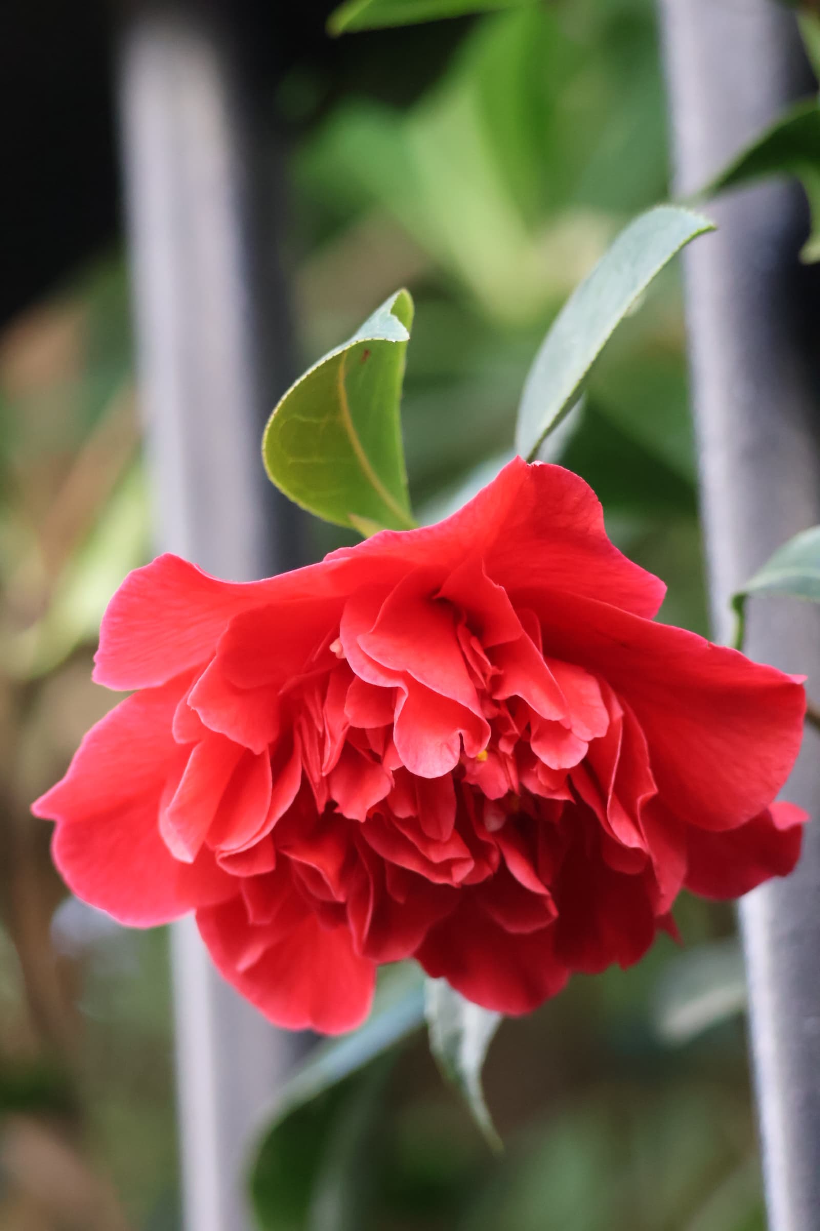 Flower 362