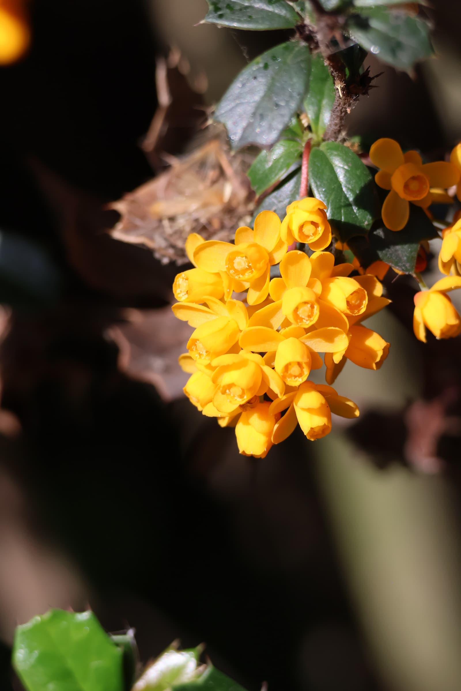 Flower 480