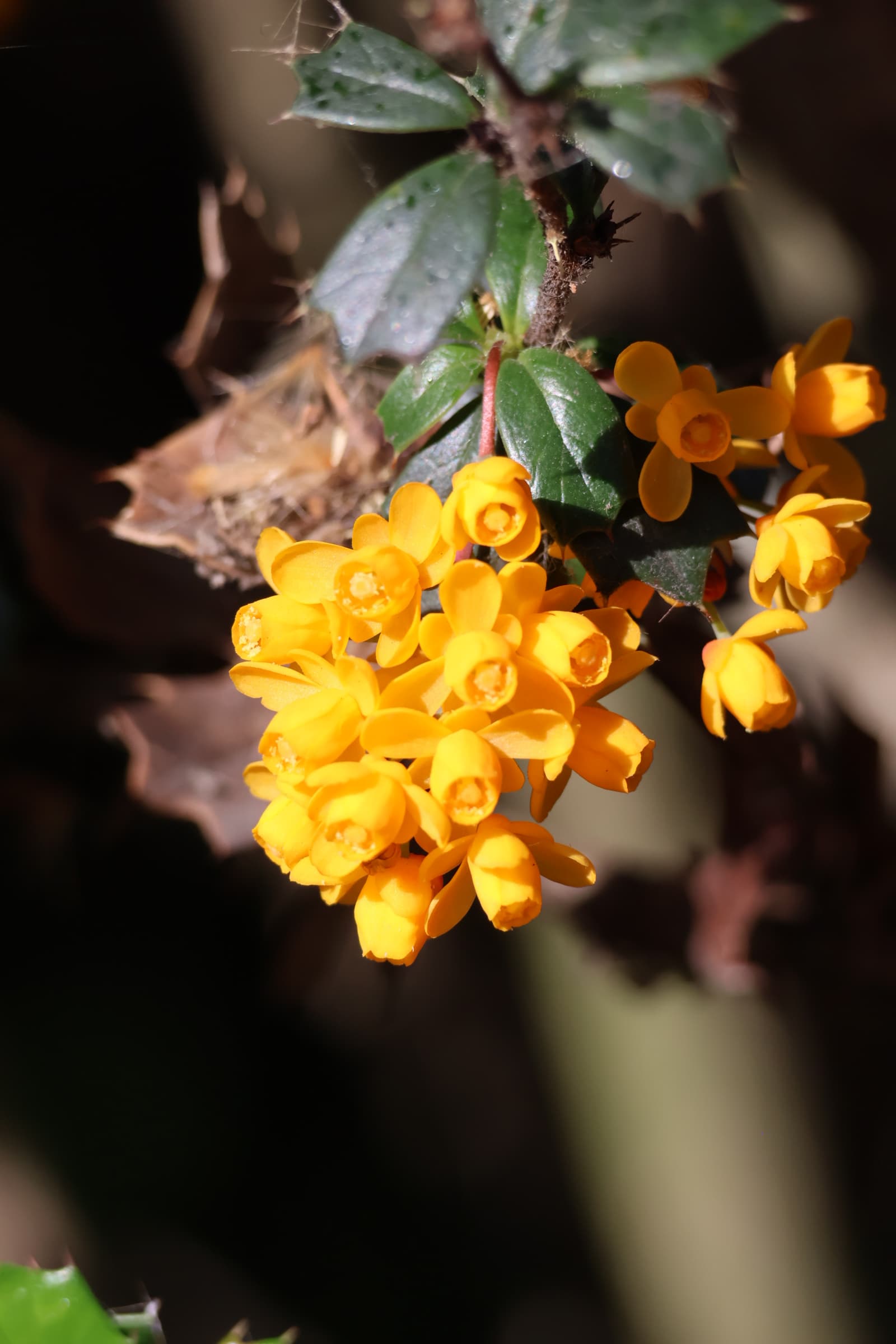 Flower 259