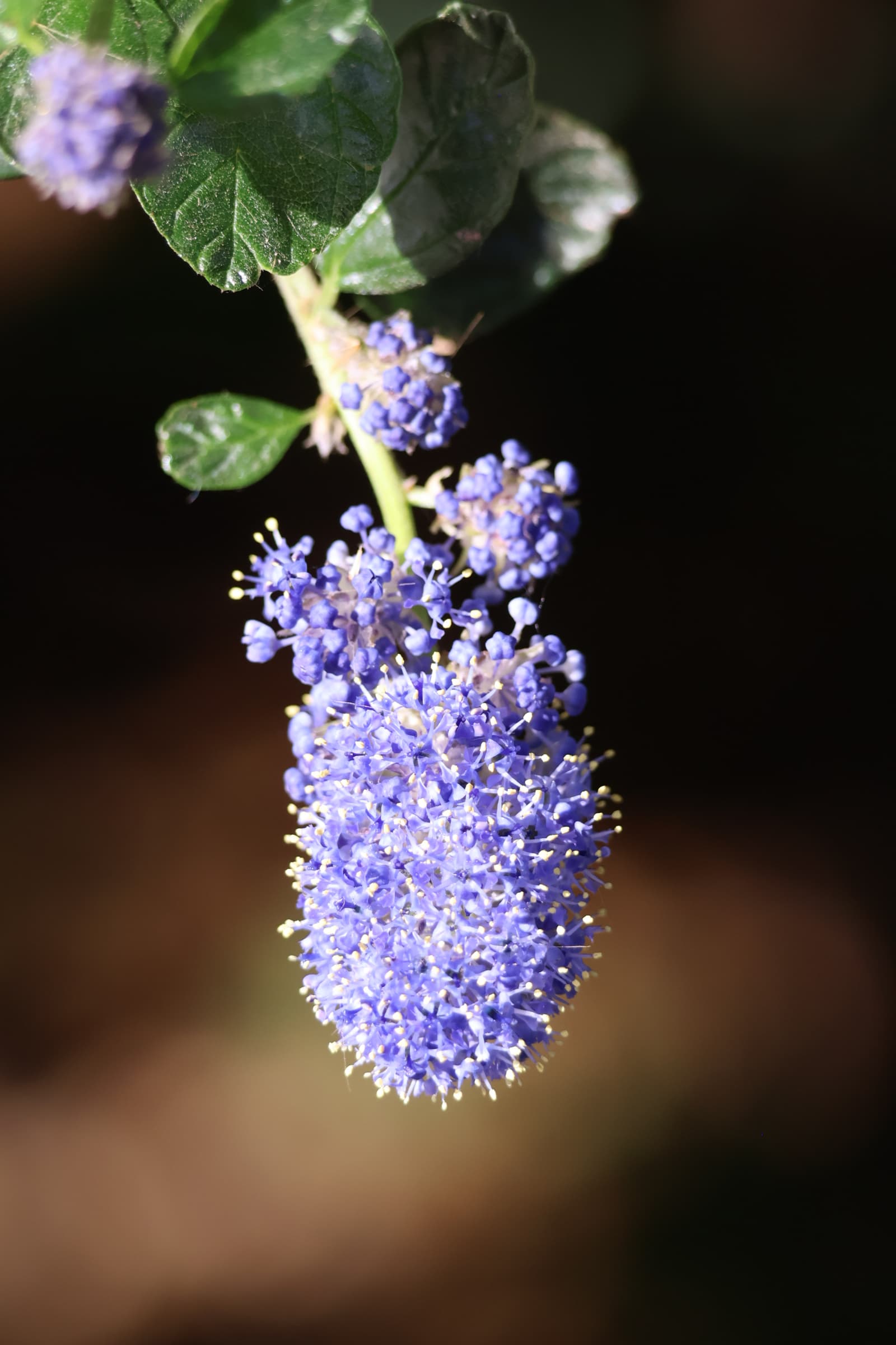 Flower 508