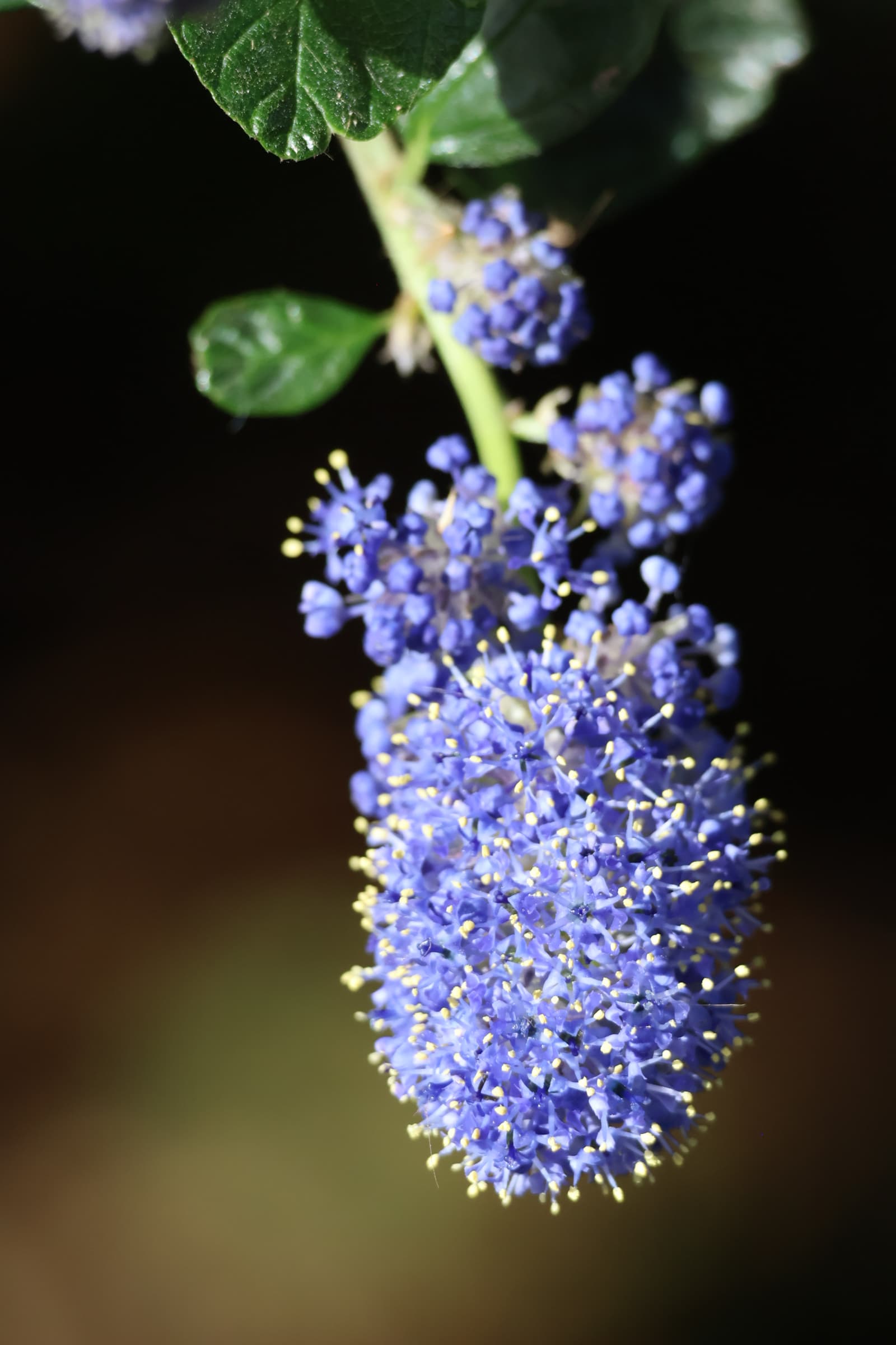 Flower 390