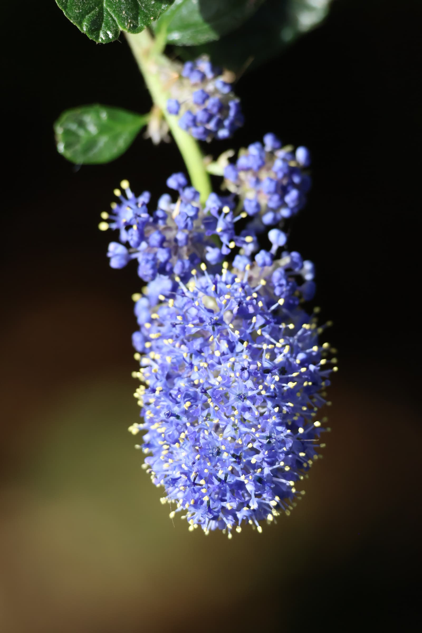 Flower 343