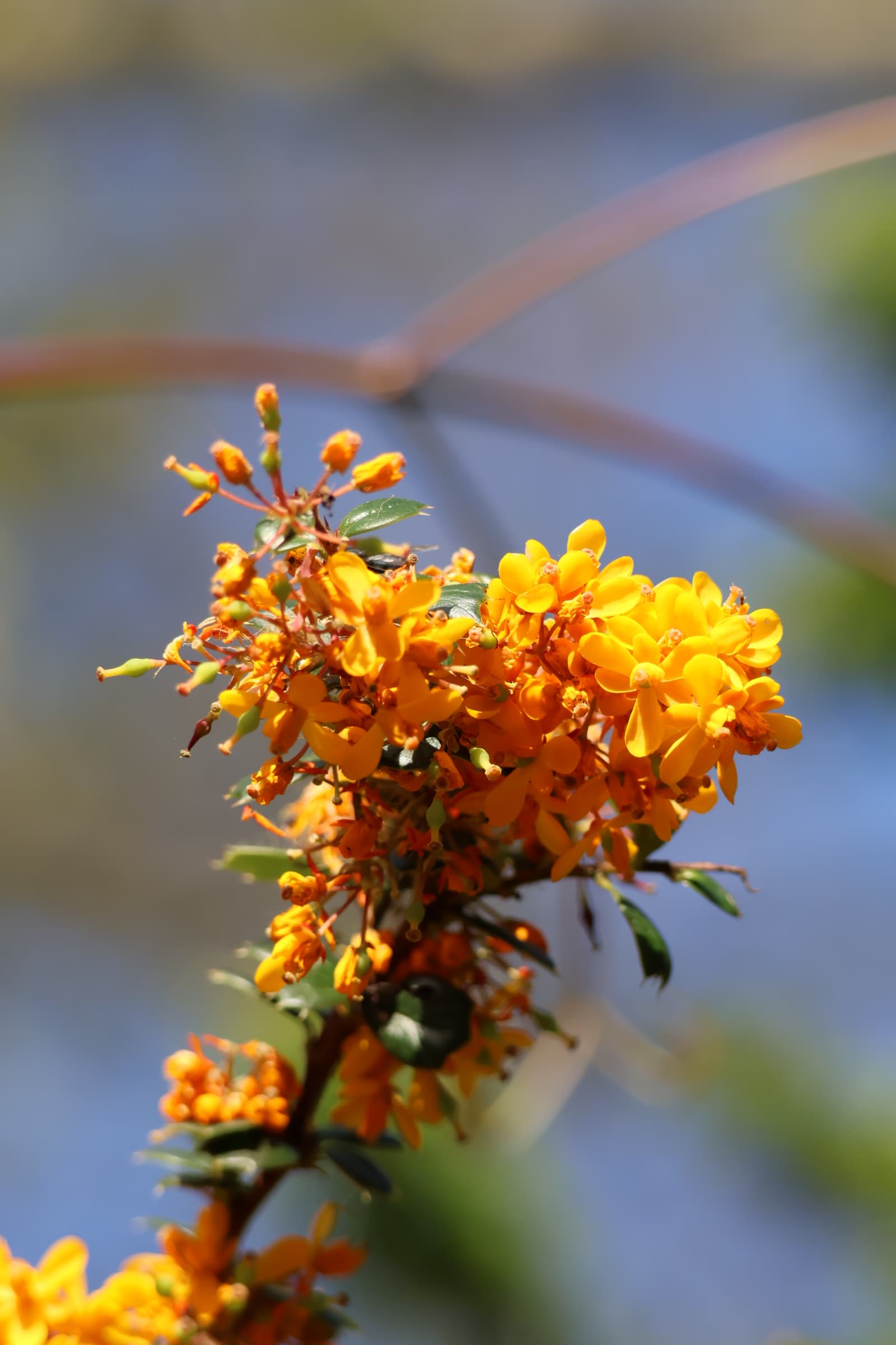 Flower 195