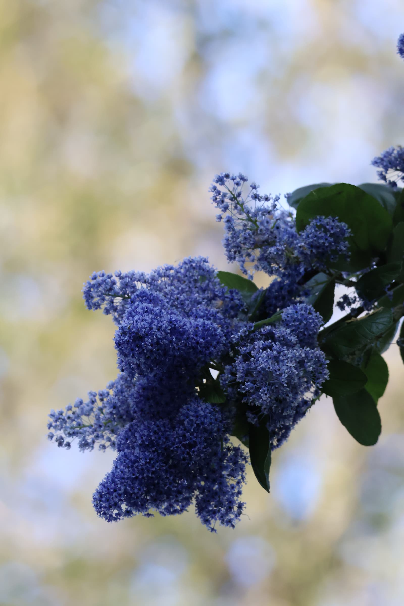 Flower 493
