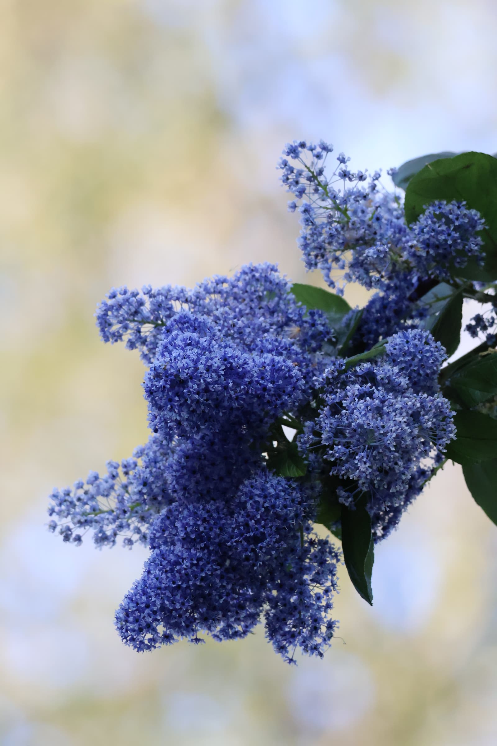 Flower 302