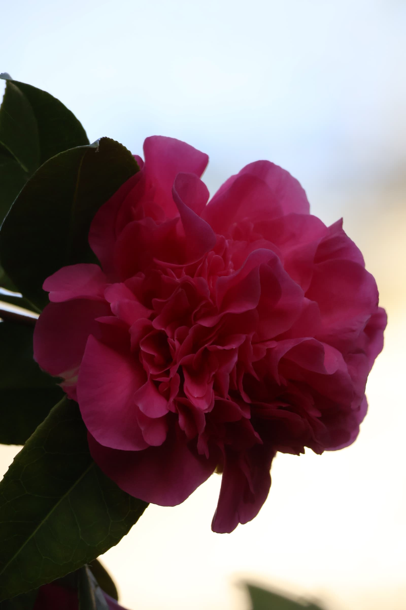 Flower 448