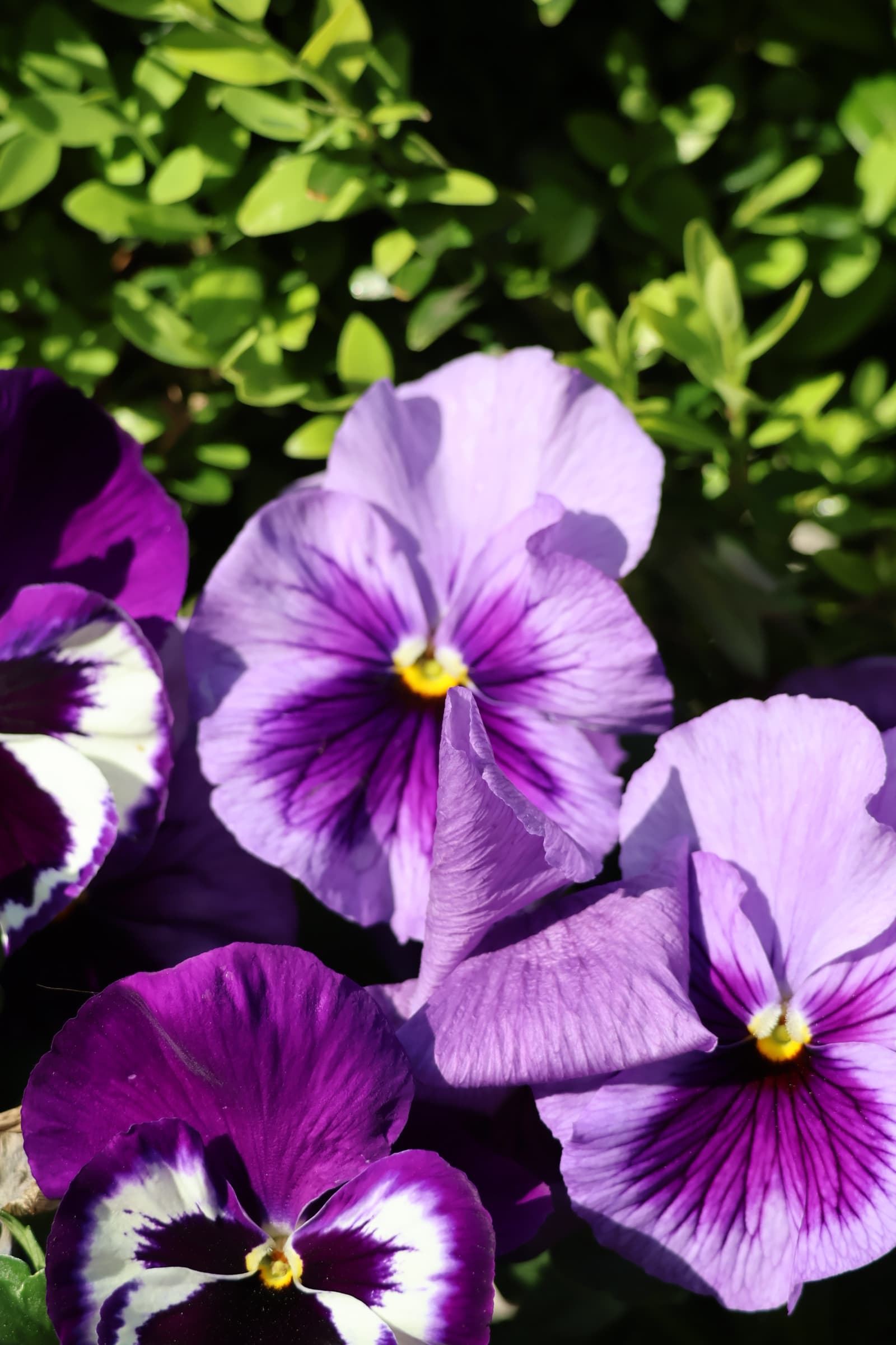 Flower 102