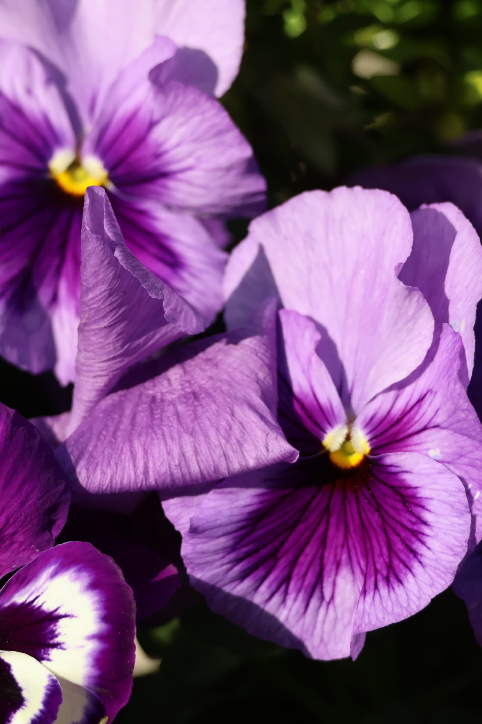 Flower 16