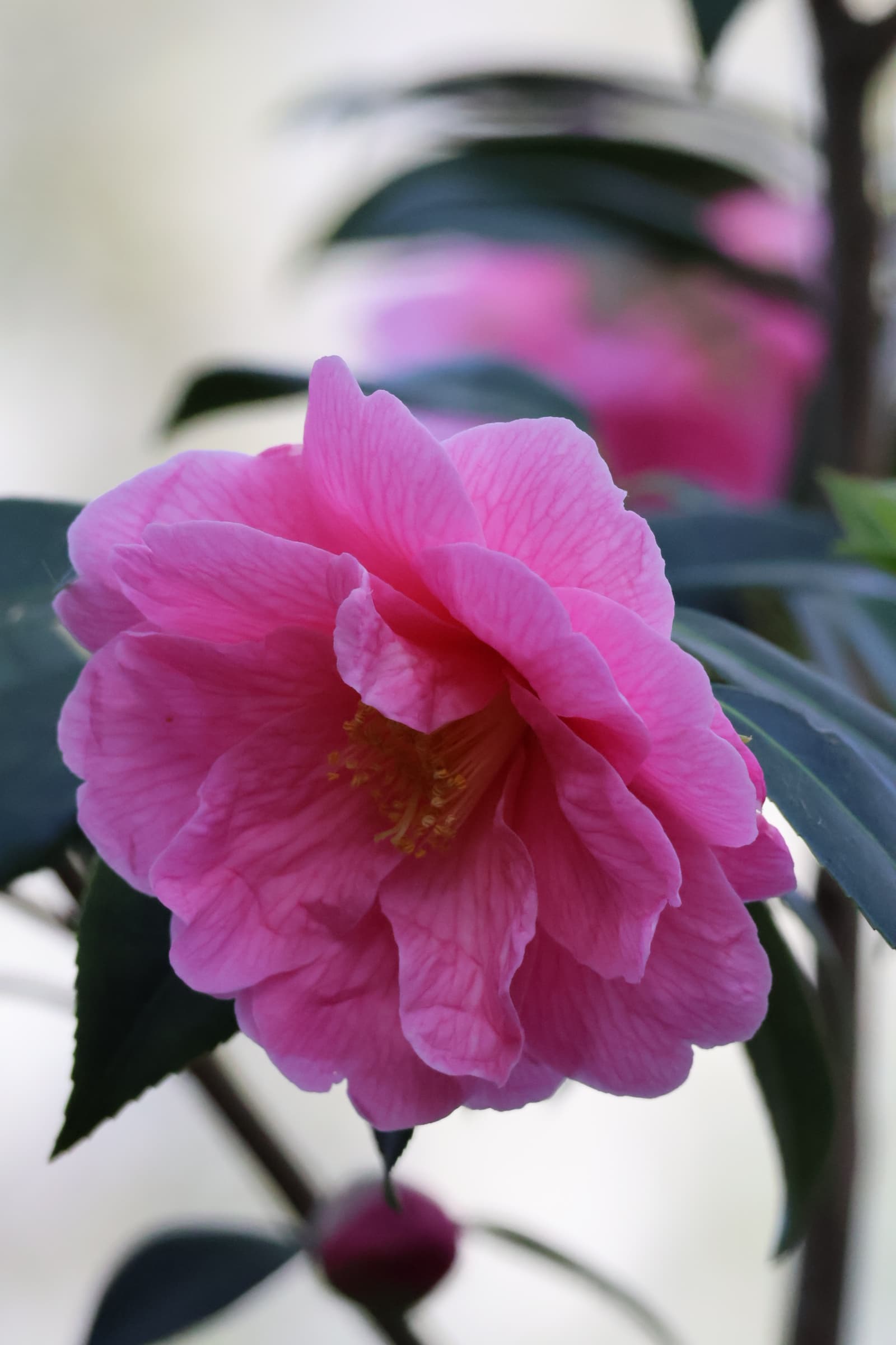 Flower 415