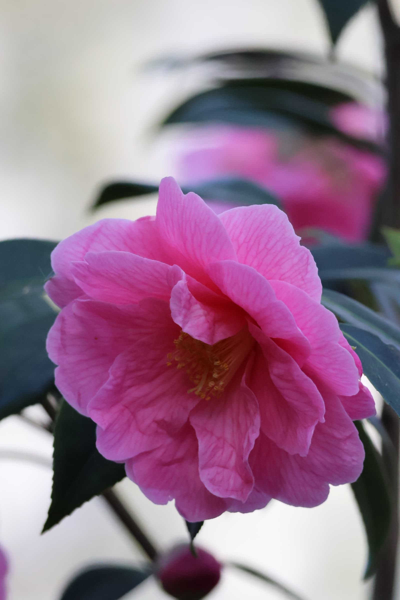 Flower 95