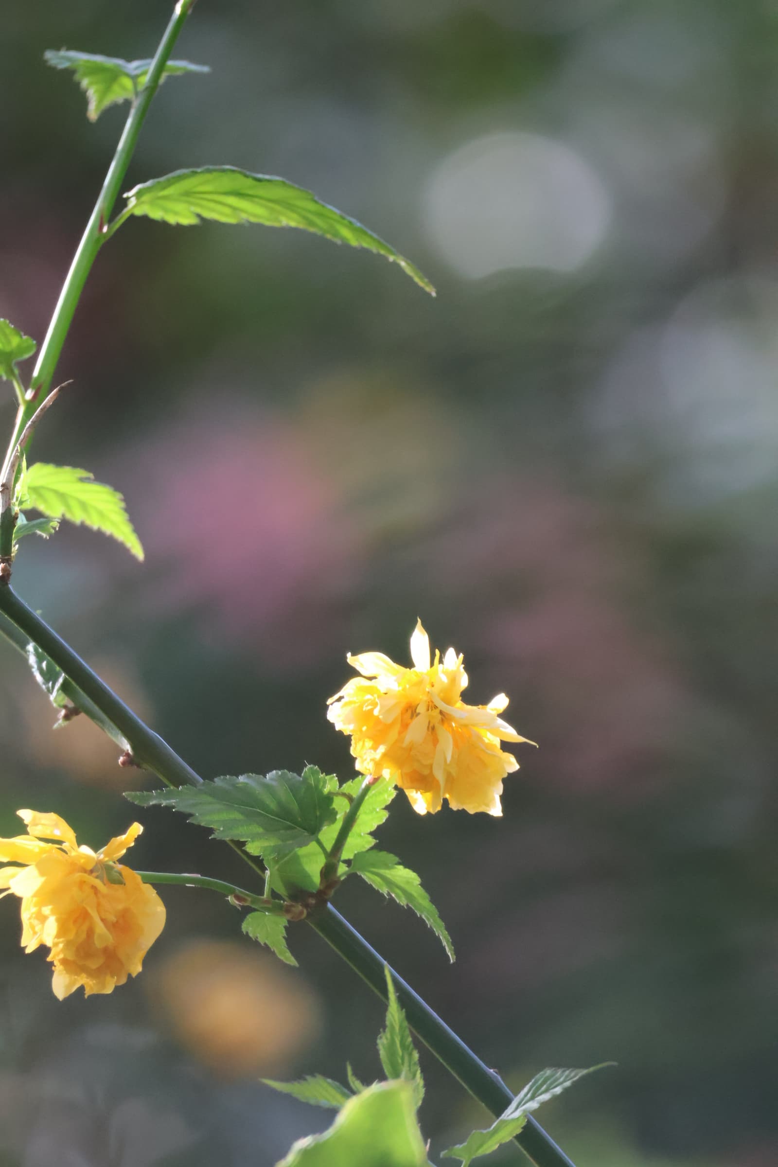 Flower 464