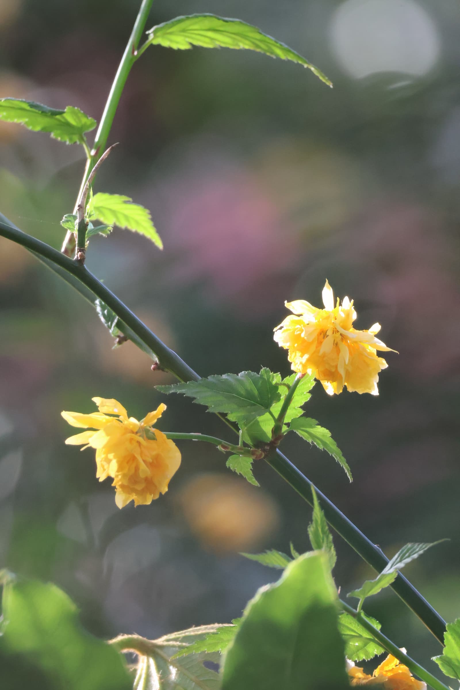 Flower 416
