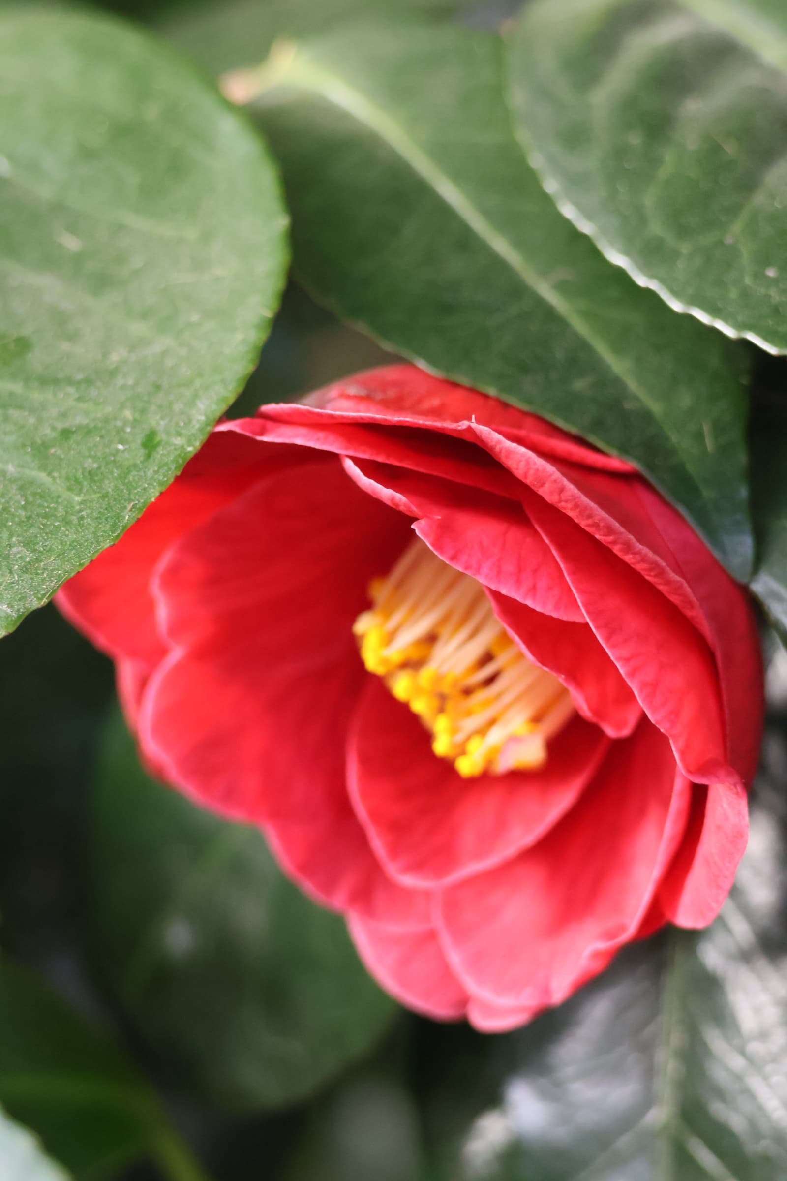 Flower 552