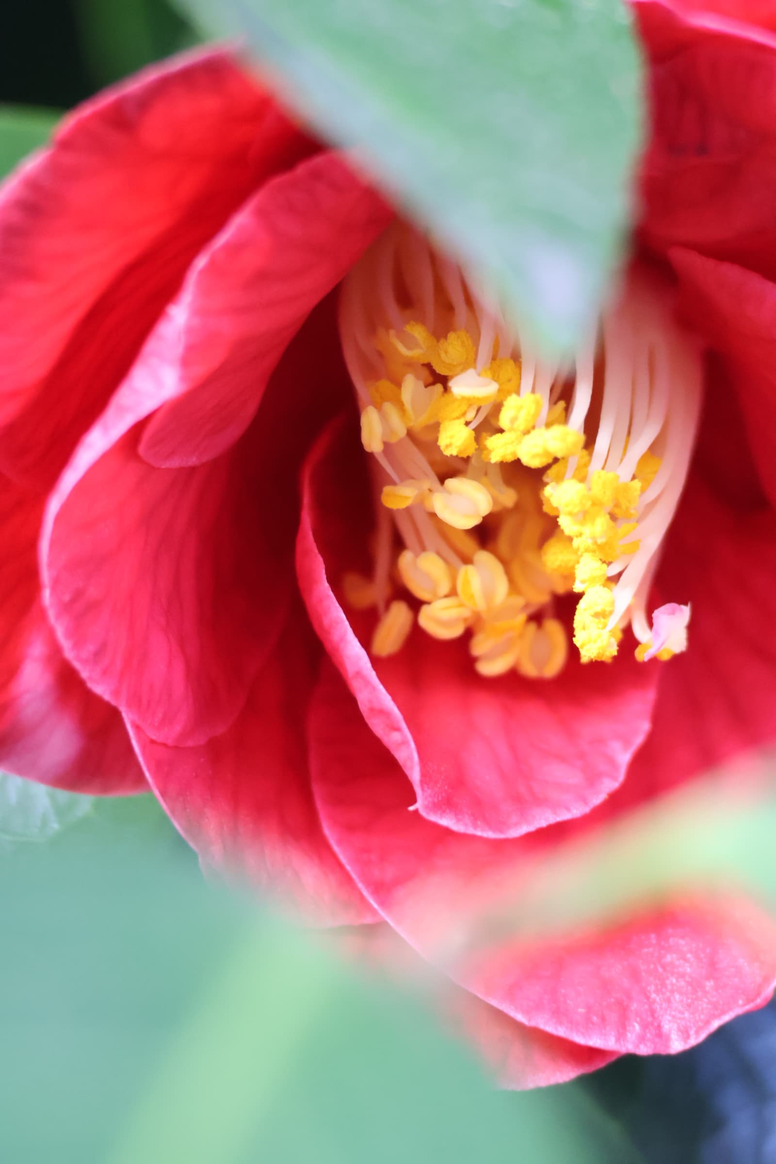Flower 160