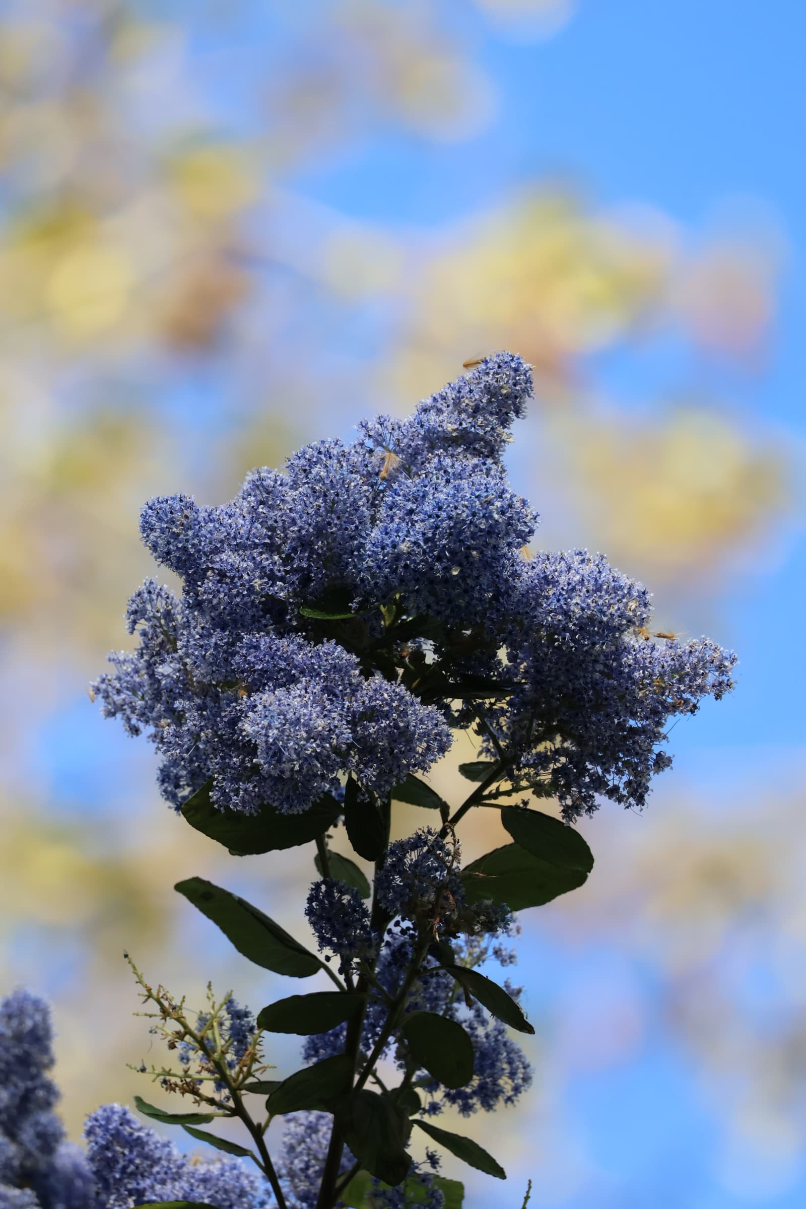 Flower 475